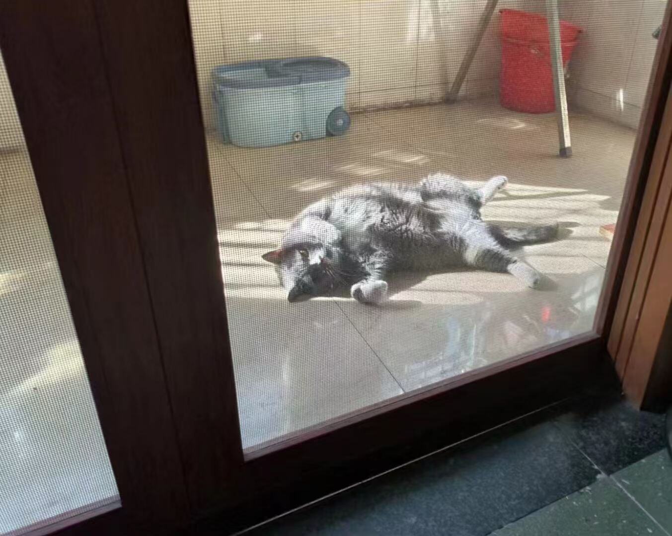 一只扮乖的猫咪（之五）