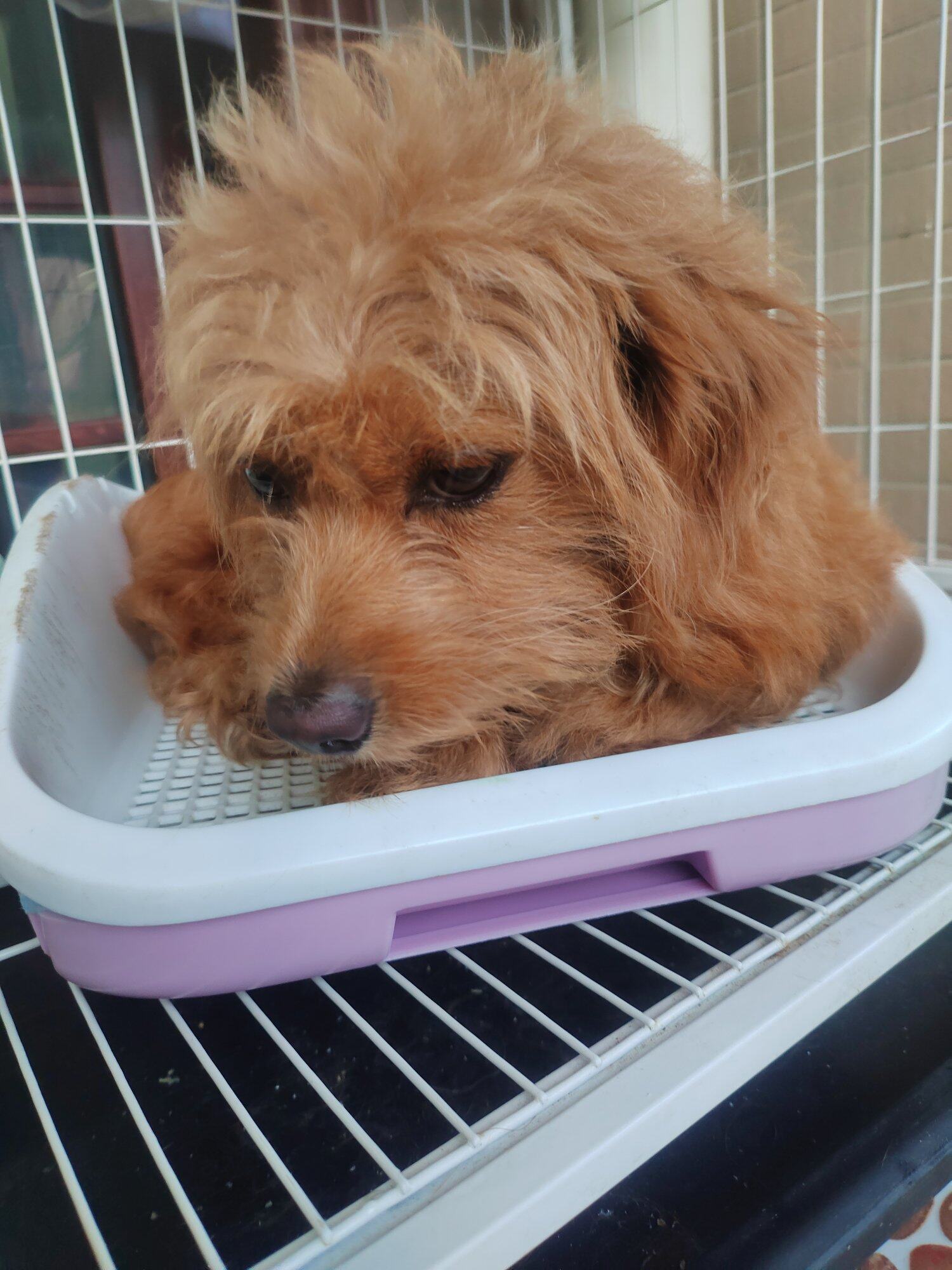 狗狗免费领养了，有爱