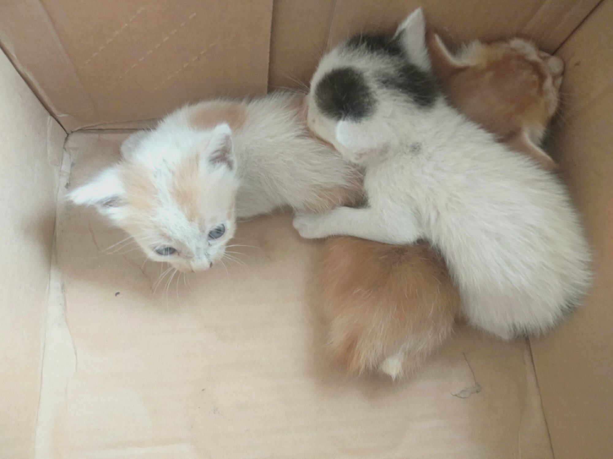 猫猫仔