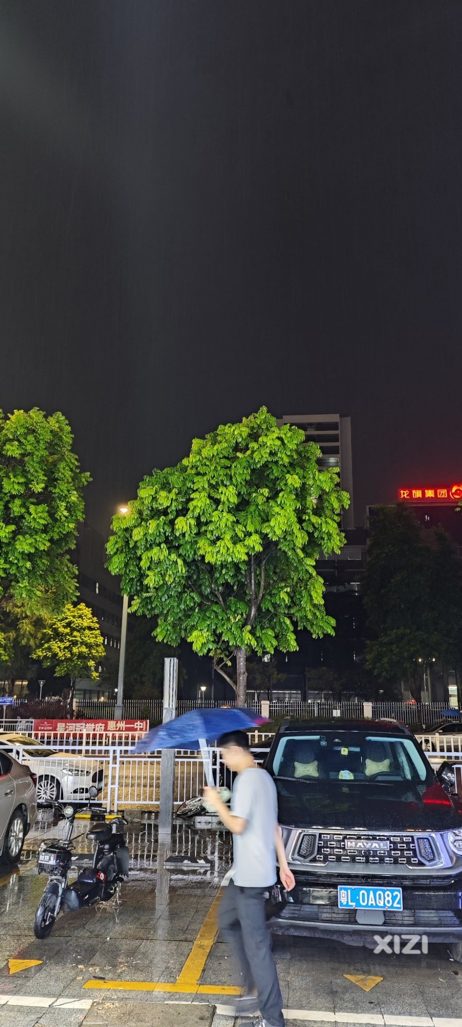 惠州仲恺这边新种的人行道树