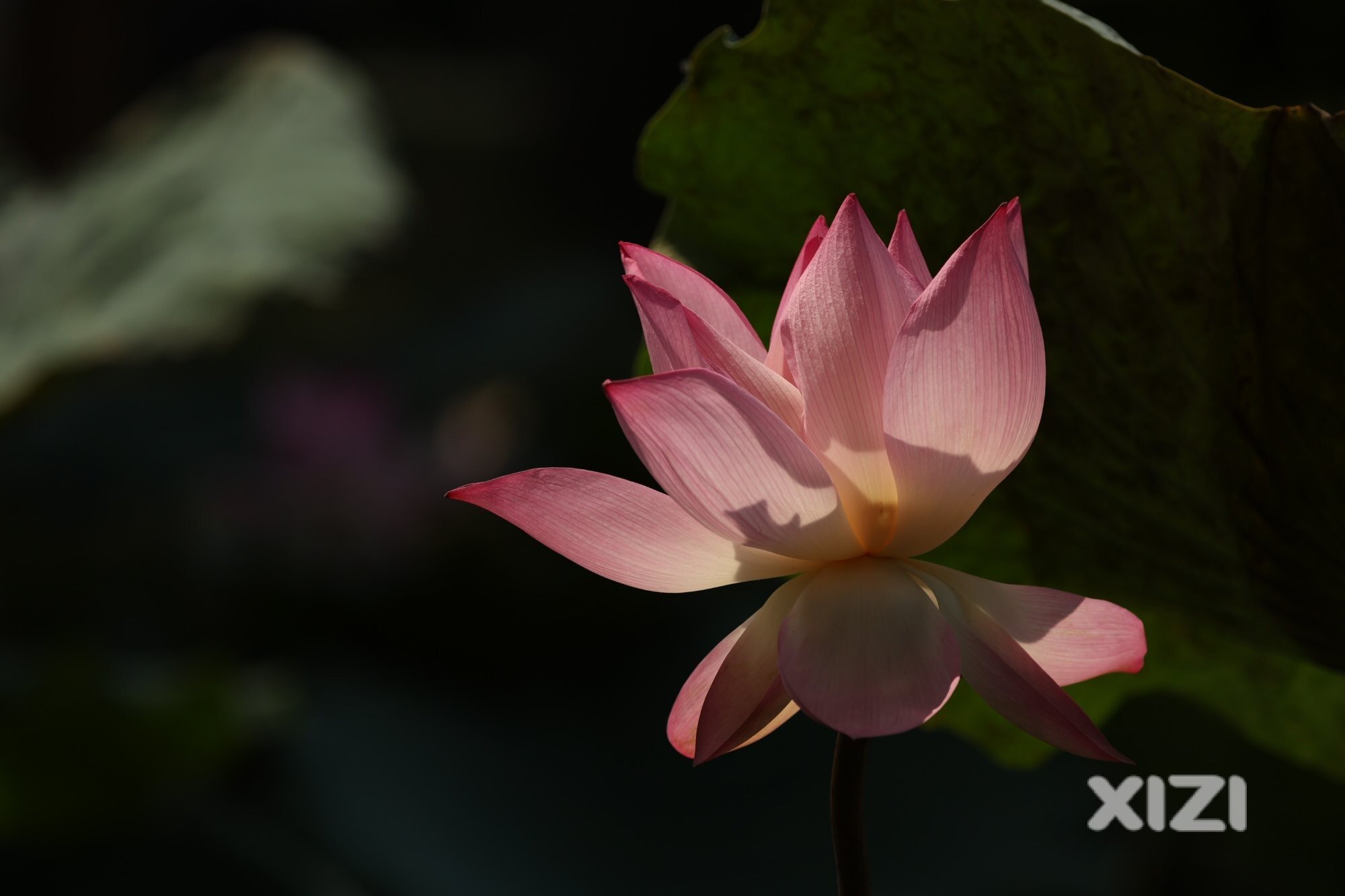丰渚园荷花盛开时