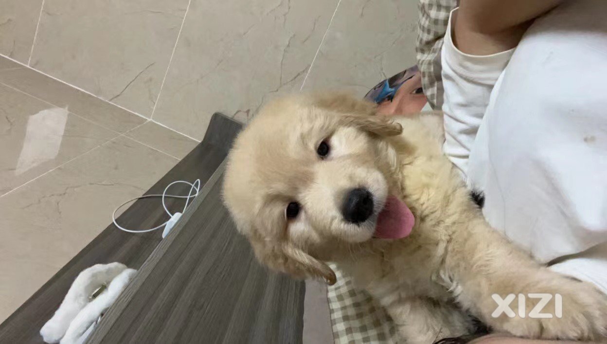 4个月金毛宝宝寻心软的神领养