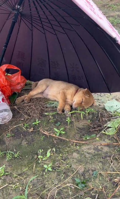 人家就是命好，你再怎样