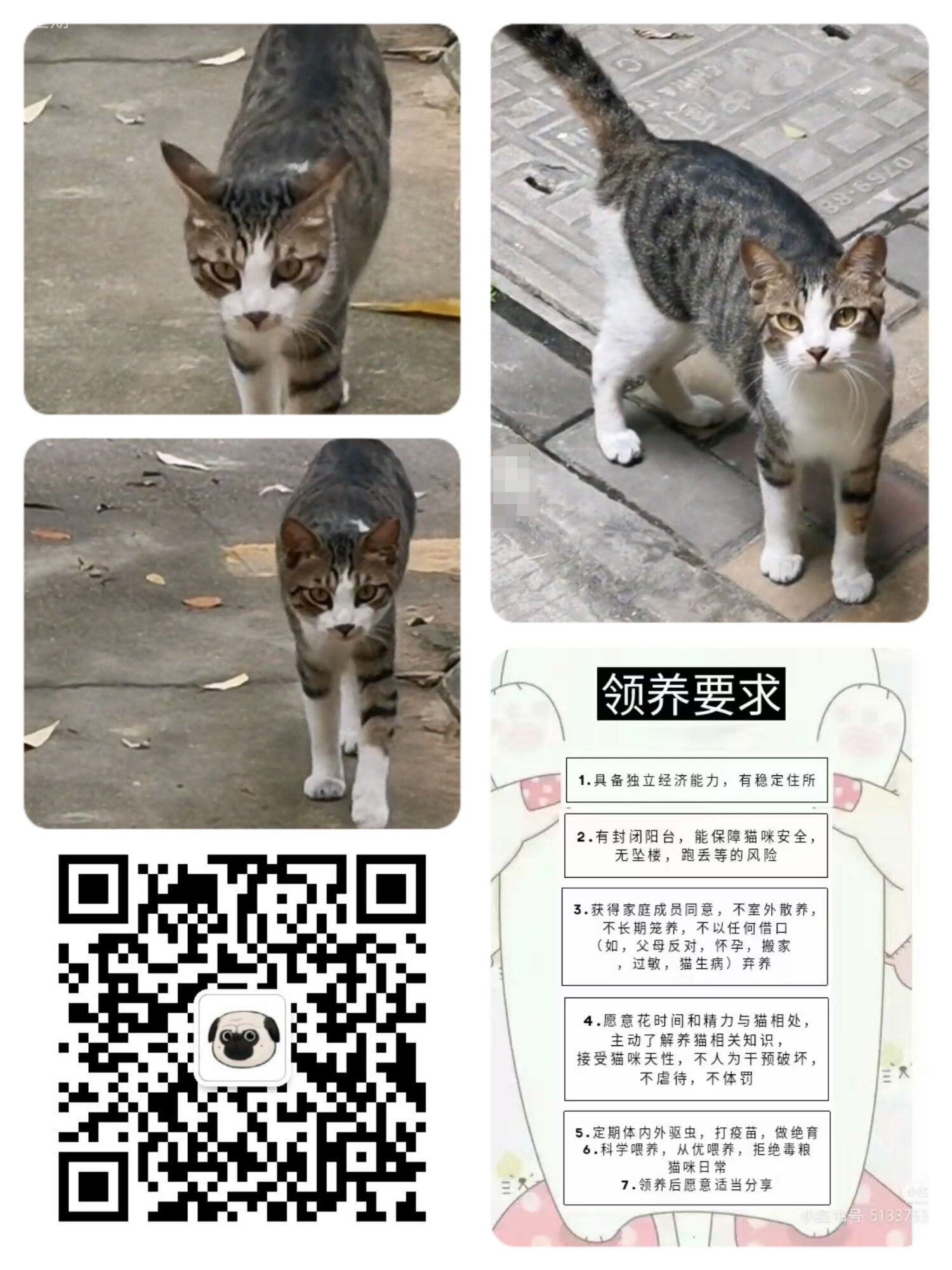 帅狸花猫找家长