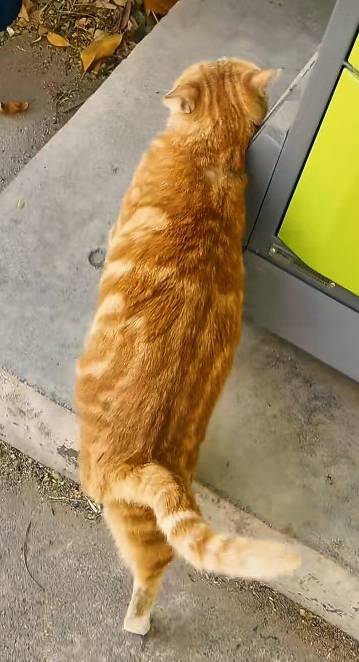 黄金橘招财猫找家长