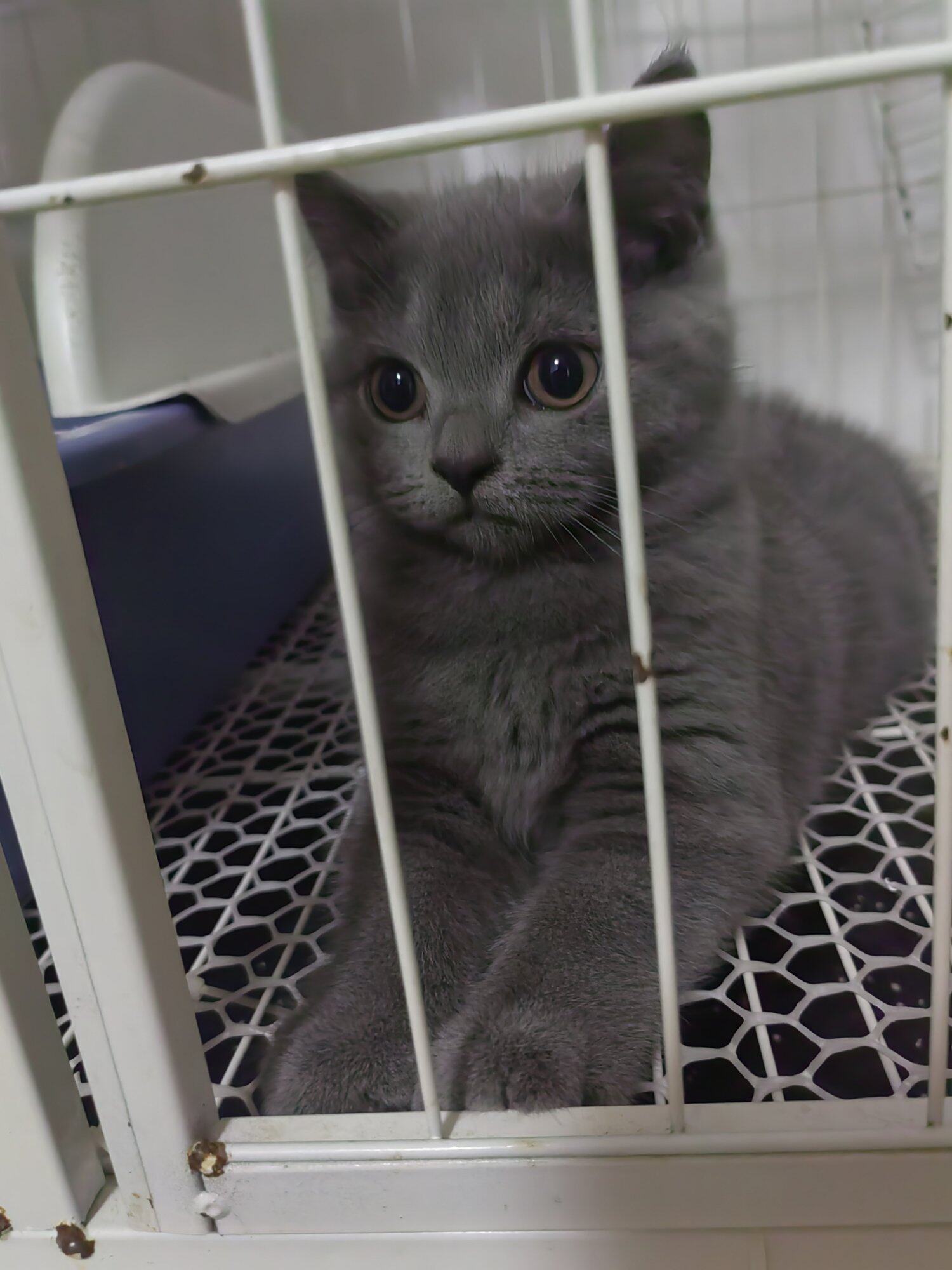蓝猫领养。一岁大的母