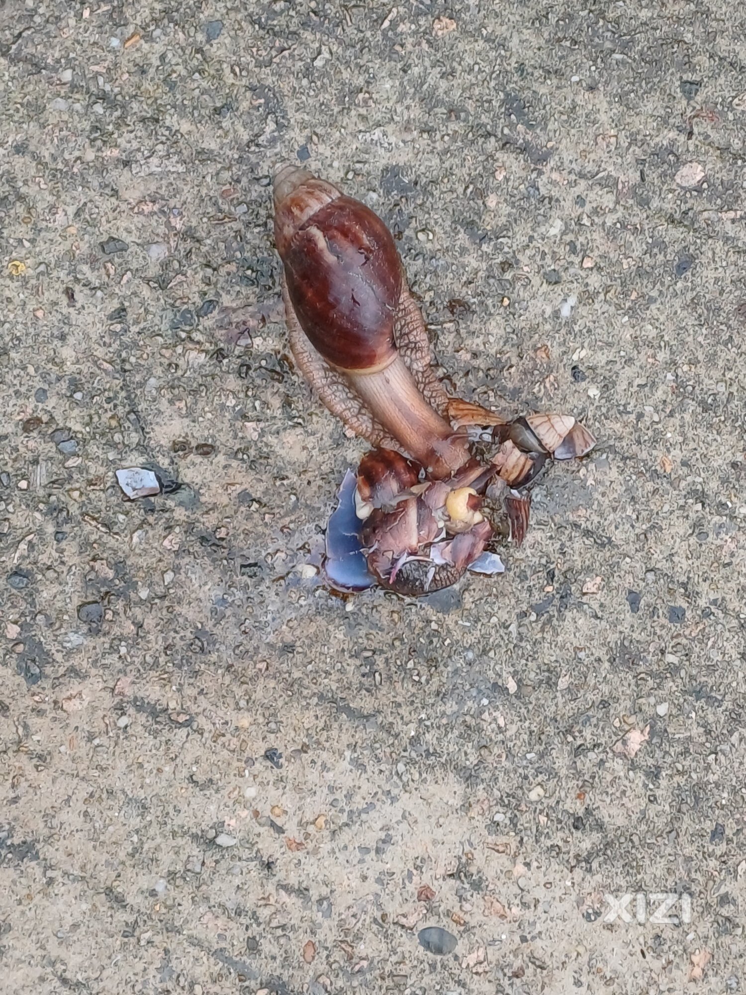 装清纯