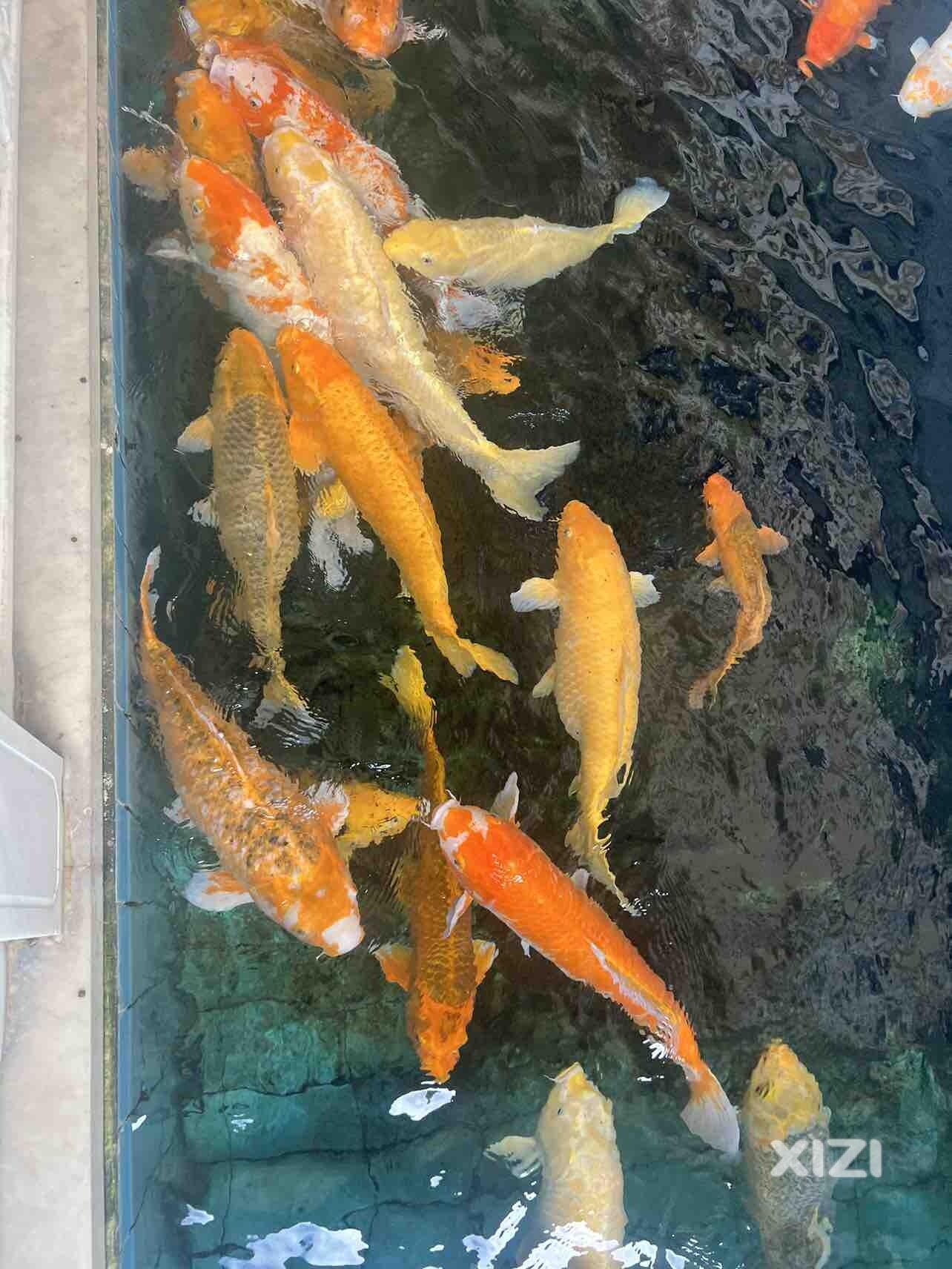 今天来到巫老师大别墅