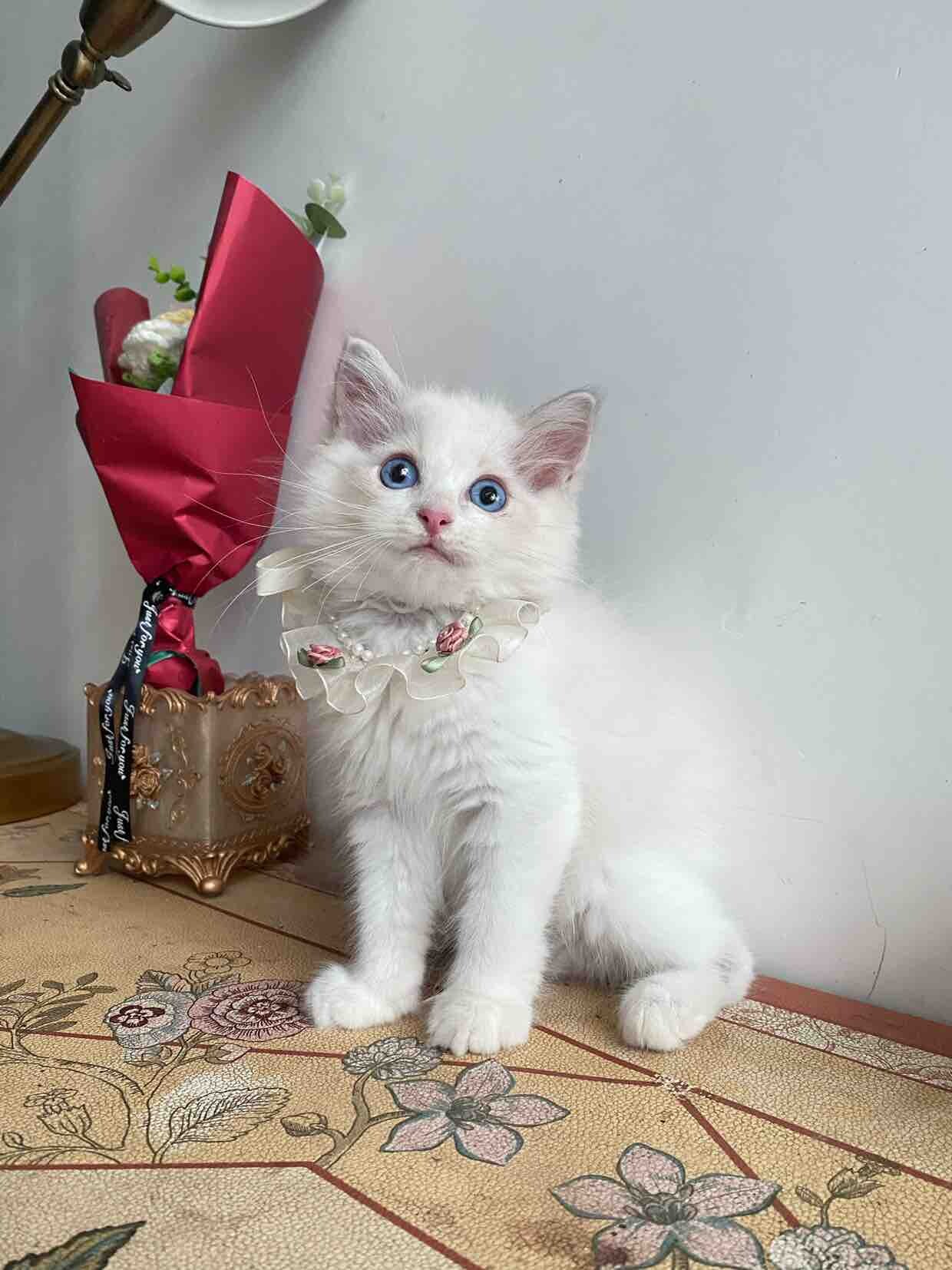 自家猫生特价蓝双布偶妹妹全款3xx元。最后一只！！