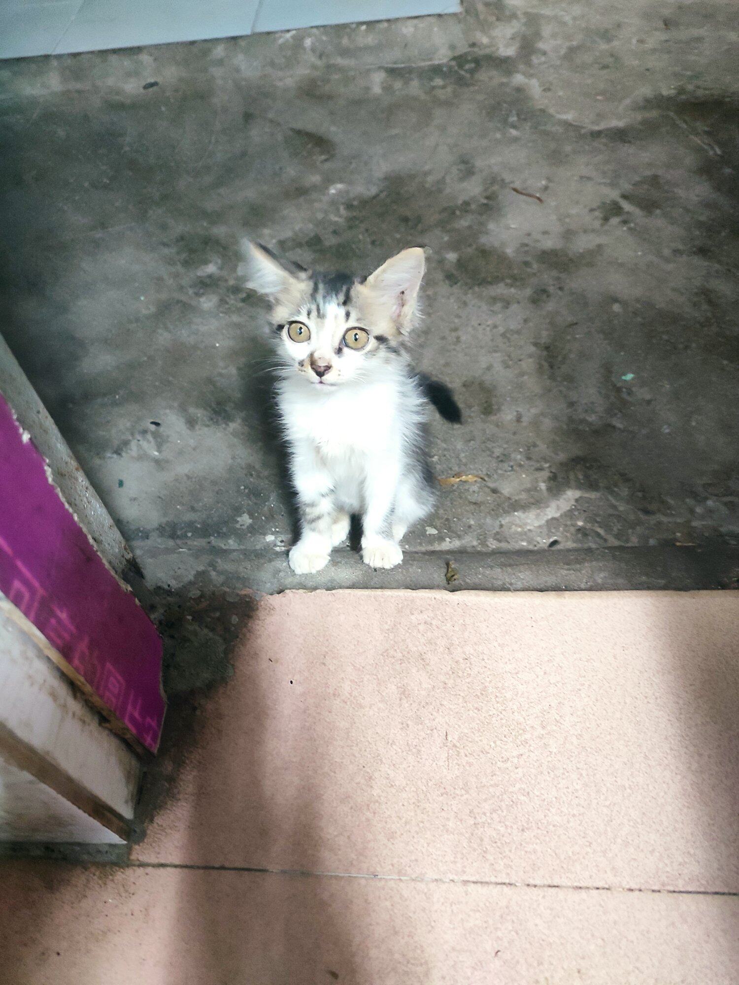 二只小猫咪，柯基红包领养