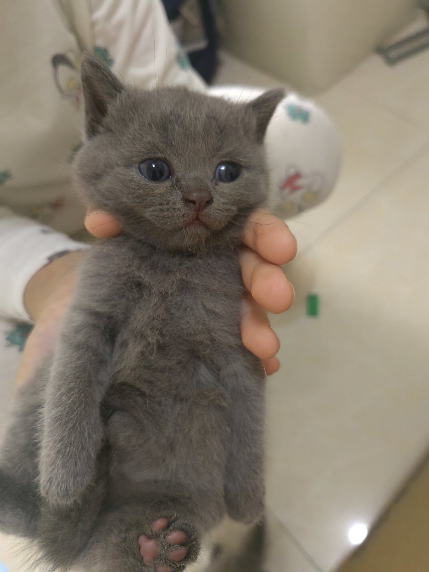 两个月大的公蓝猫。红