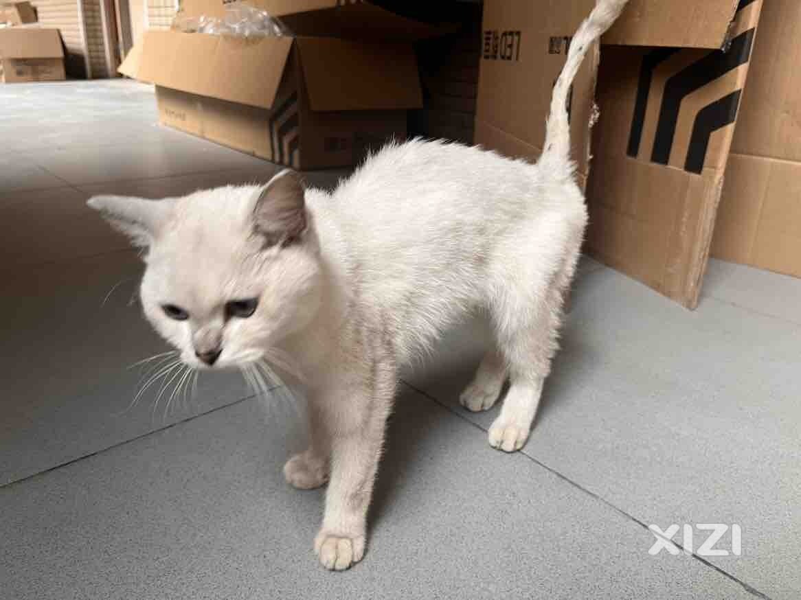 寻找猫猫主人