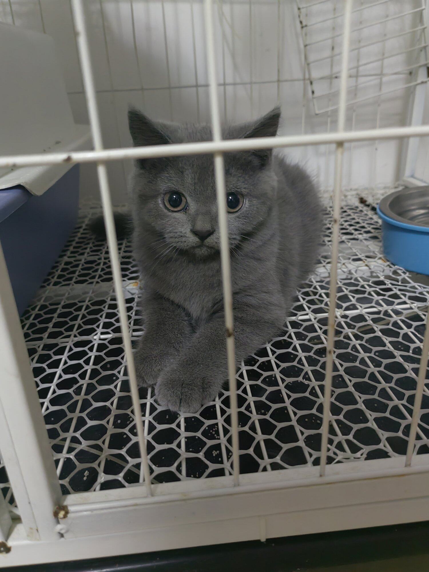 蓝猫一岁母猫，红包领养。