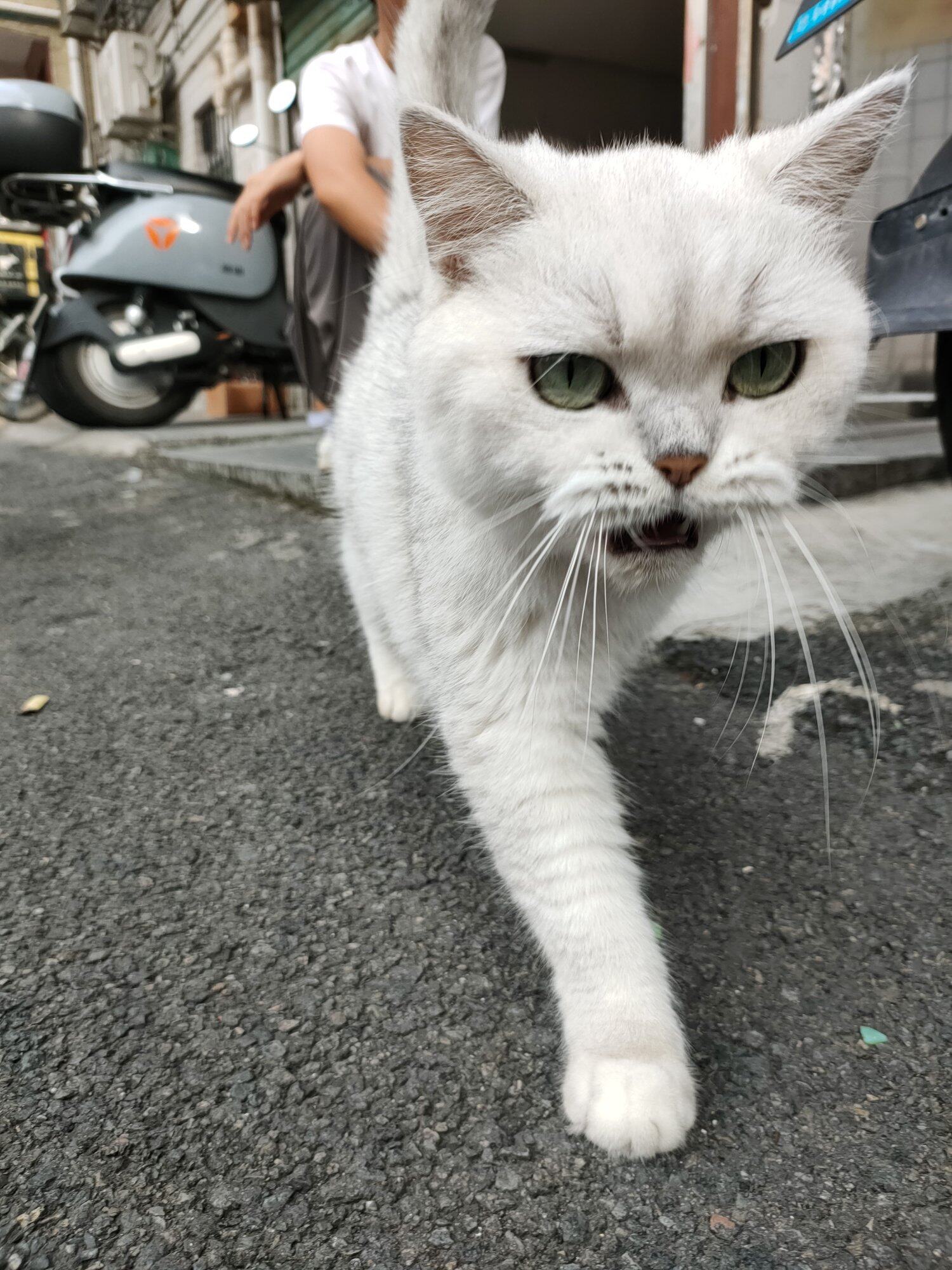 小猫米