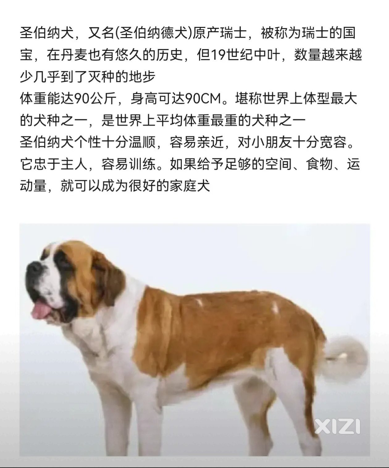 有人养过圣伯纳吗？