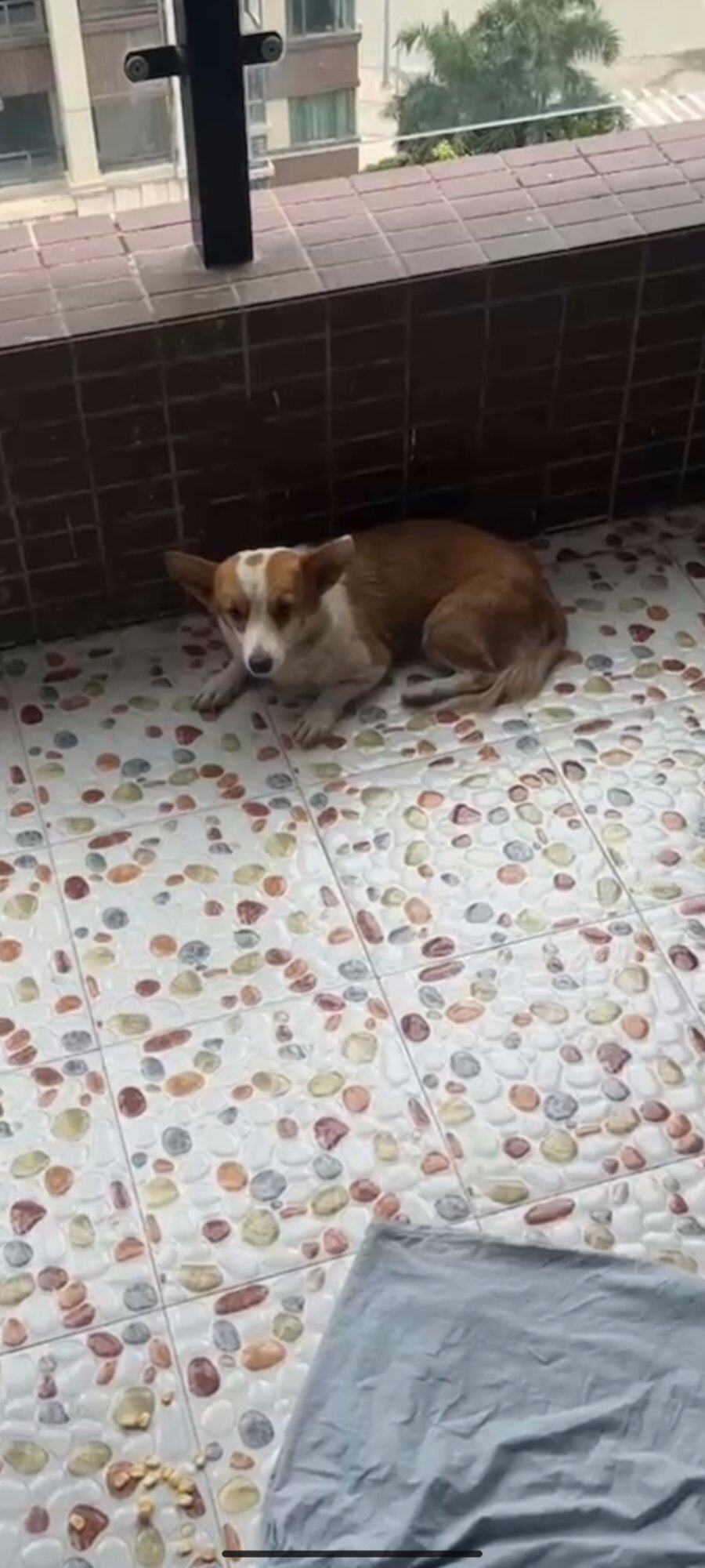 大亚湾澳头发现小狗，