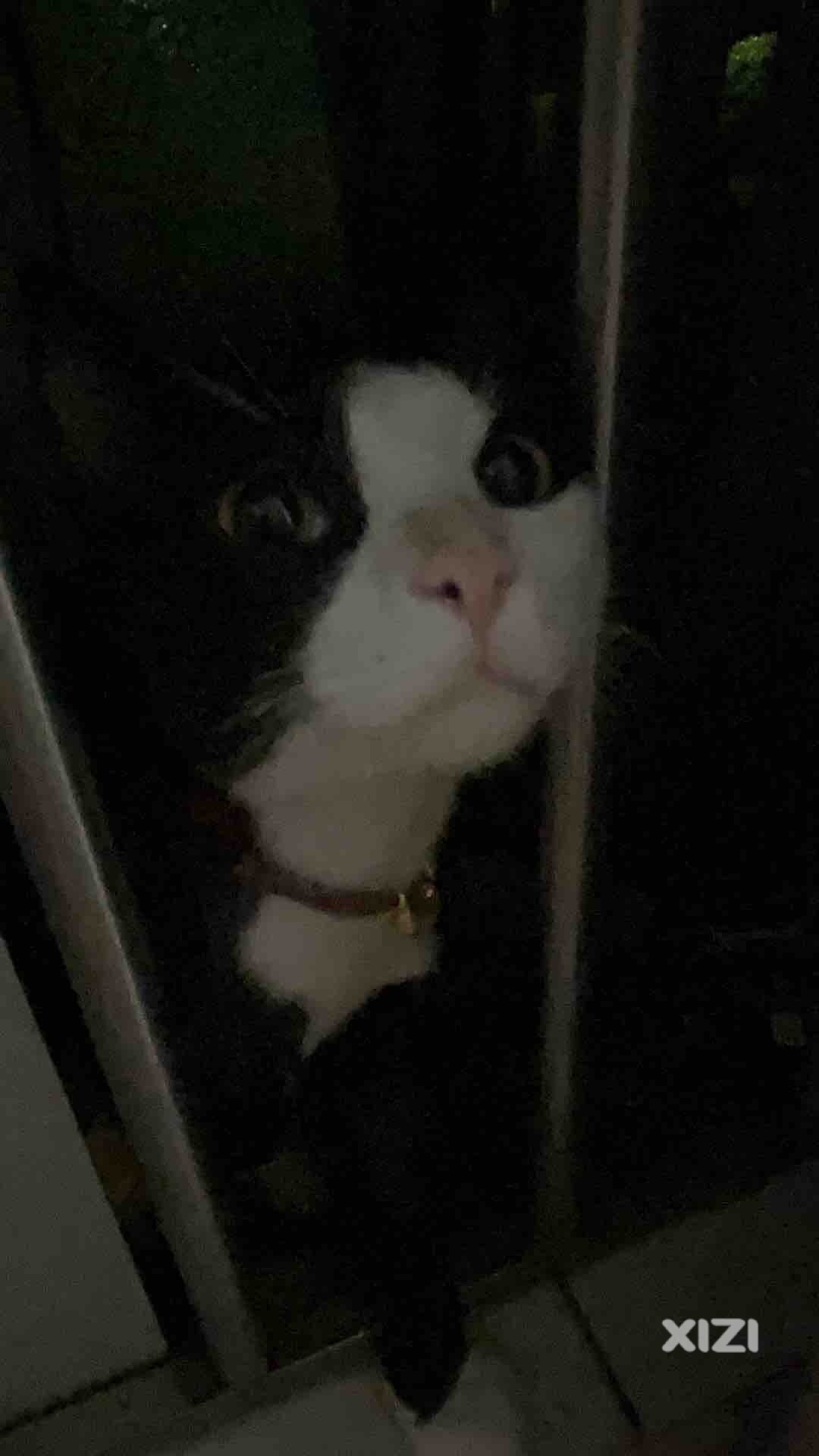 桥东附近朋友有看见我的猫猫吗