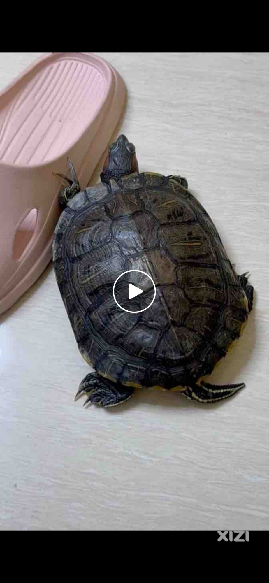 寻乌龟启事
