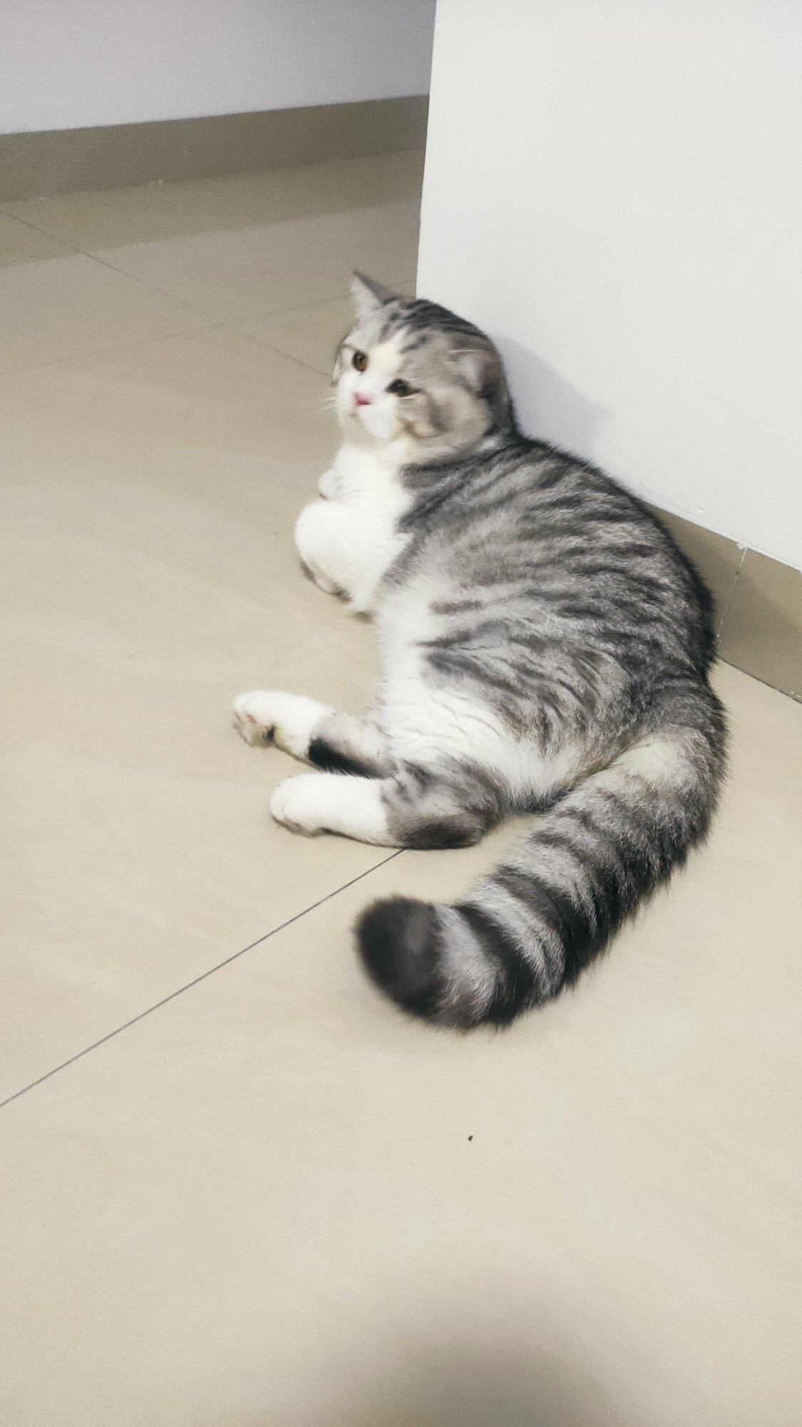 美短起司猫找新家