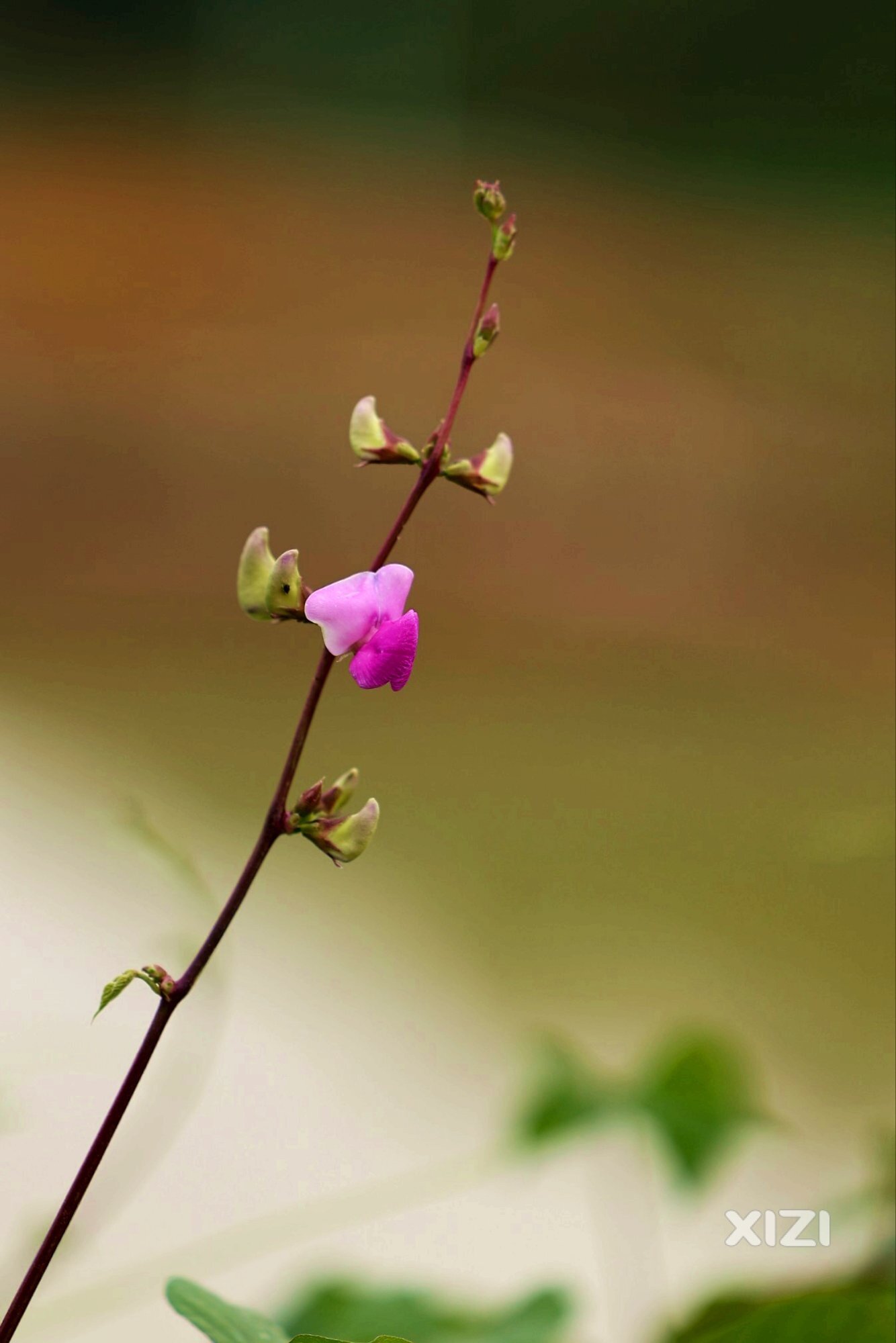 小花