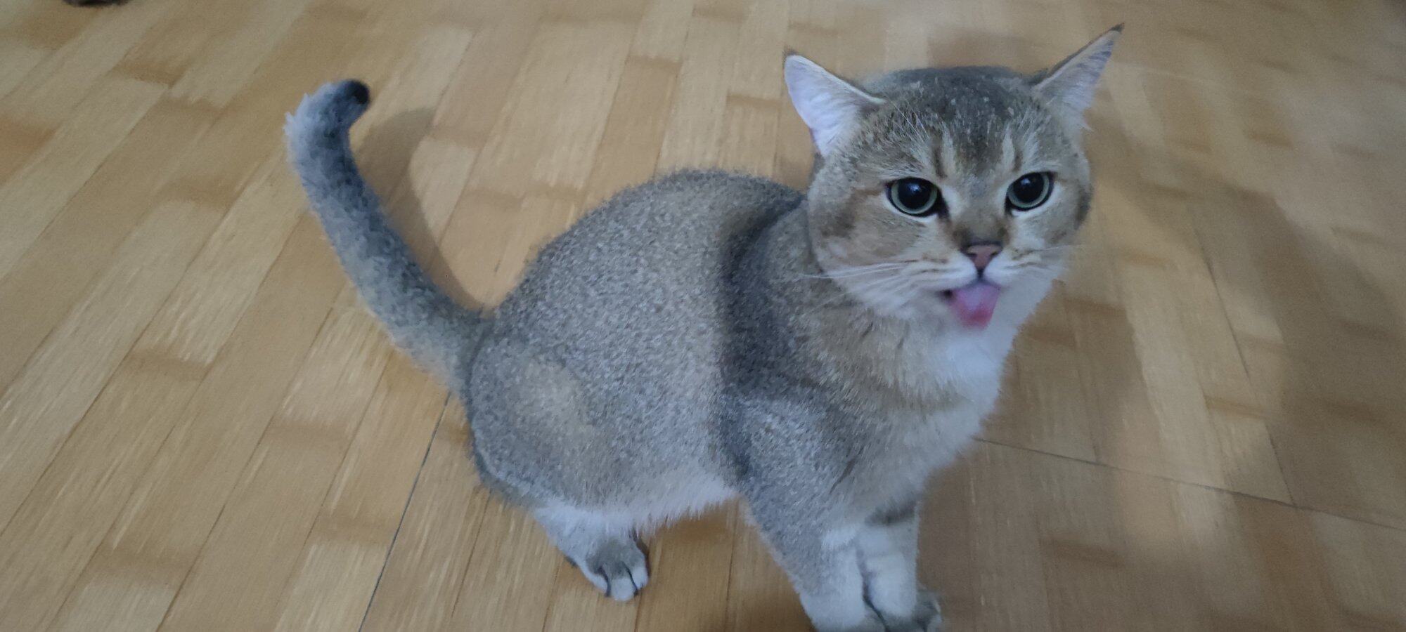 金渐层领养