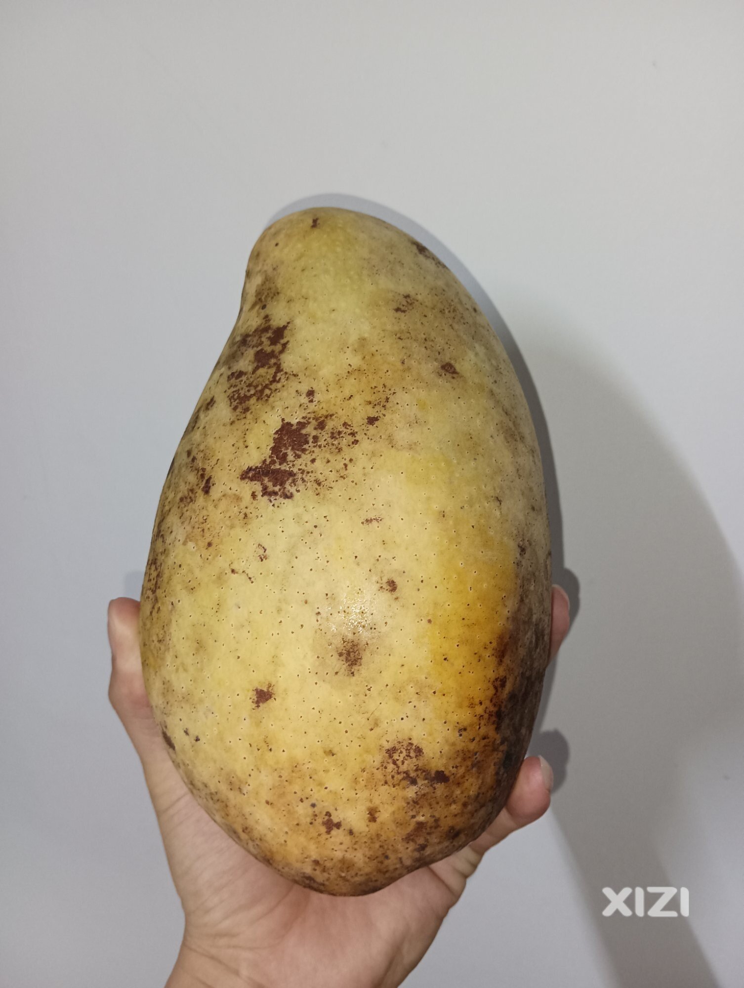 这芒果真大
