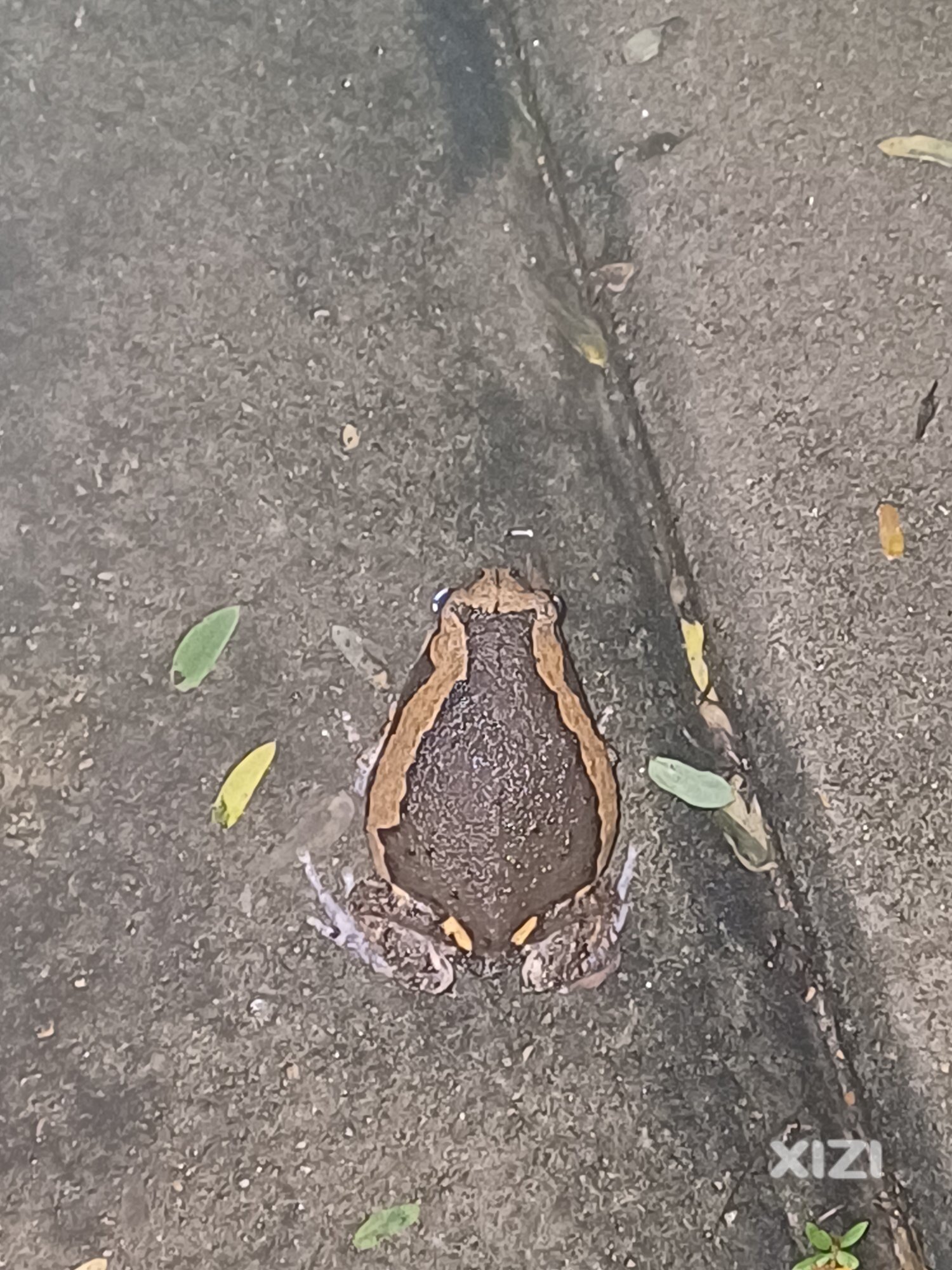 这是什么蛙？