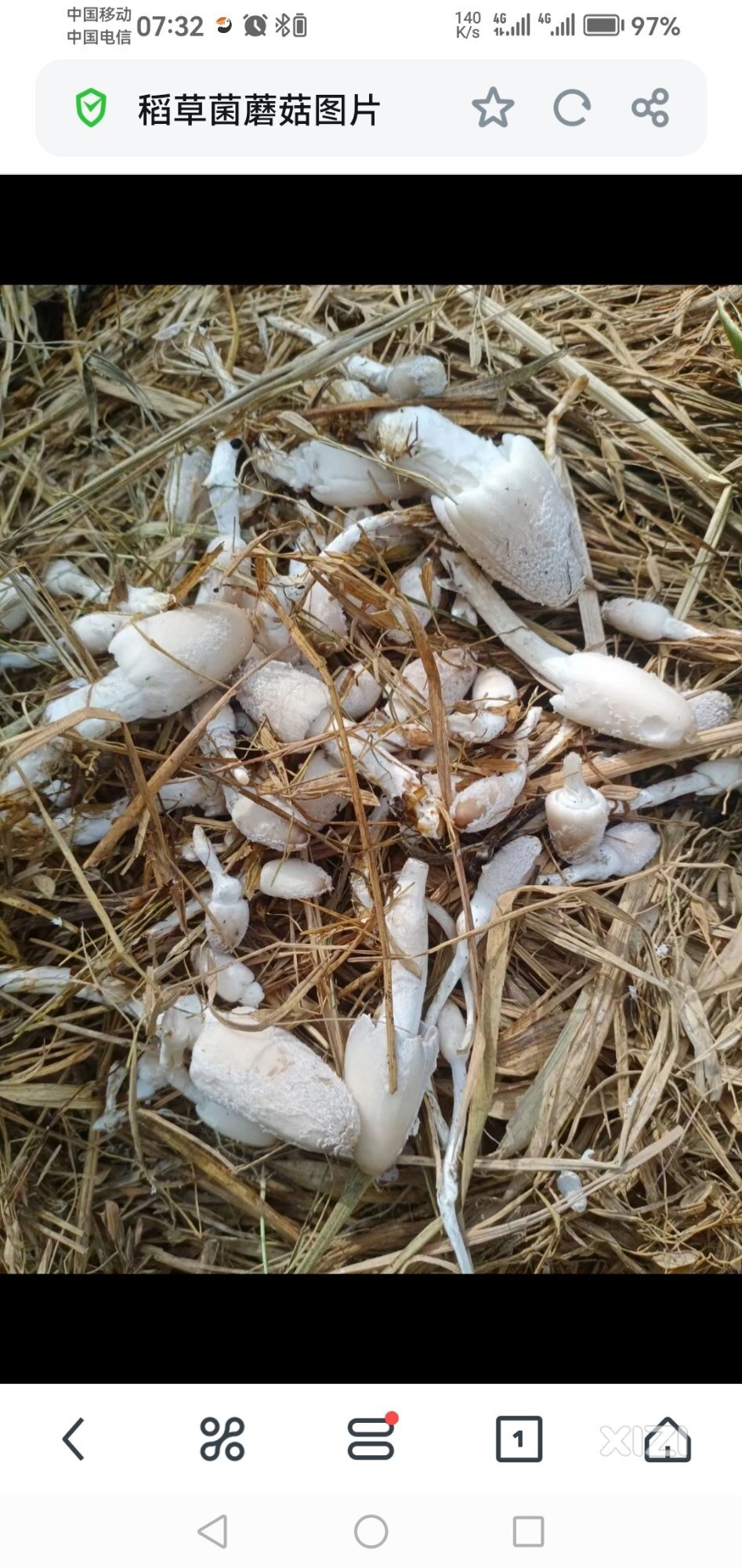 在农村你们有没有去捡过稻草菌菇