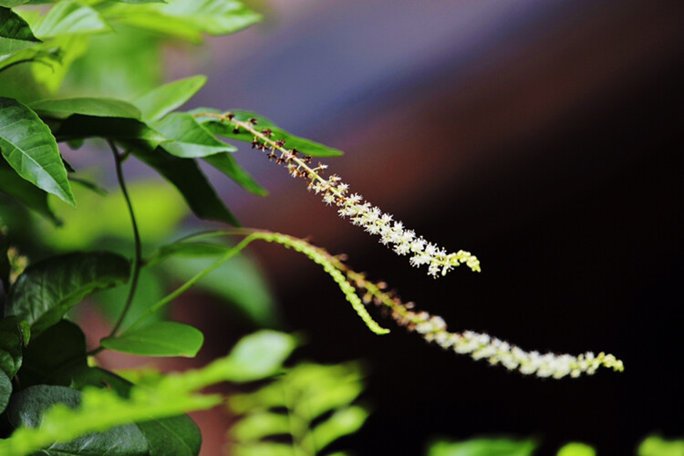 散步拍花