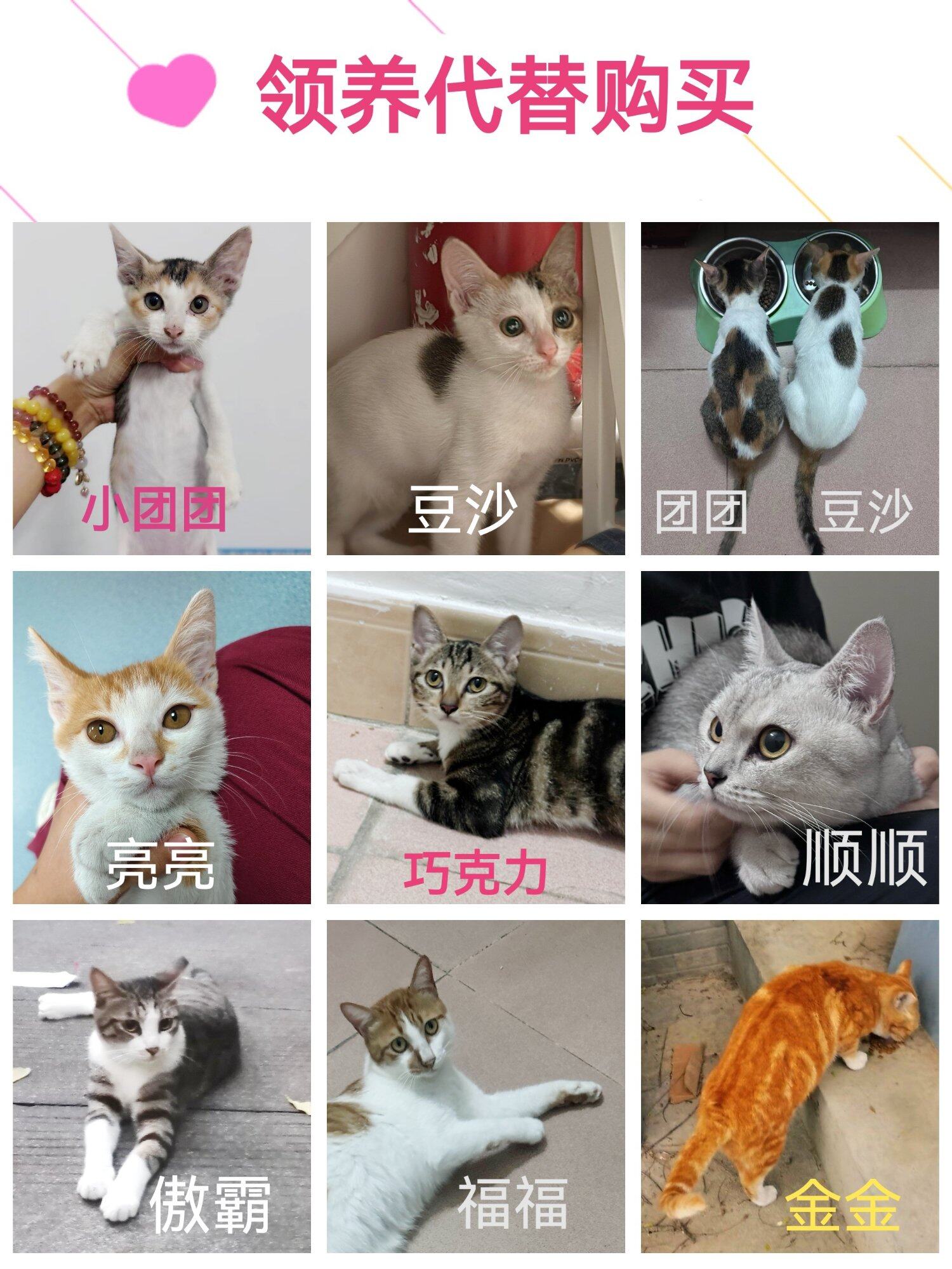 可爱猫咪找领养