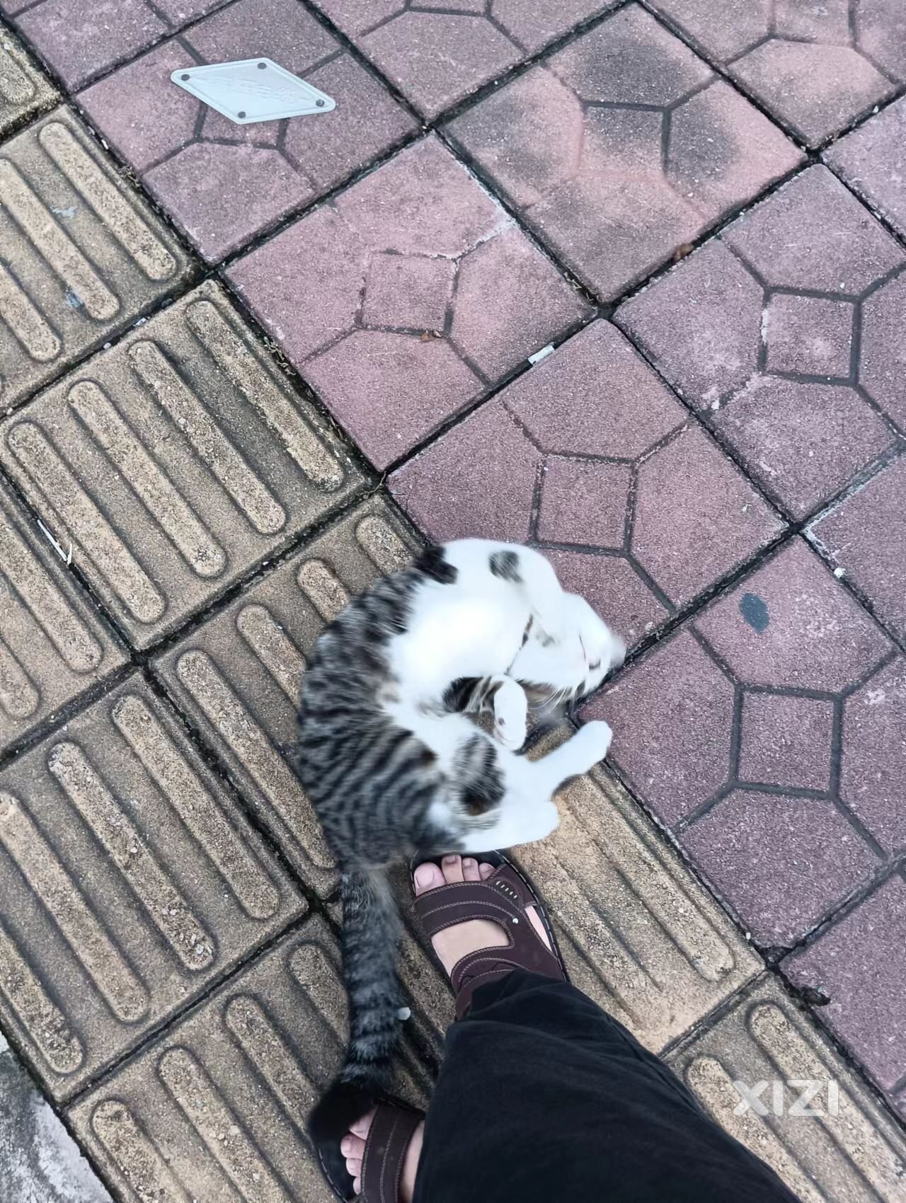 这猫什么情况