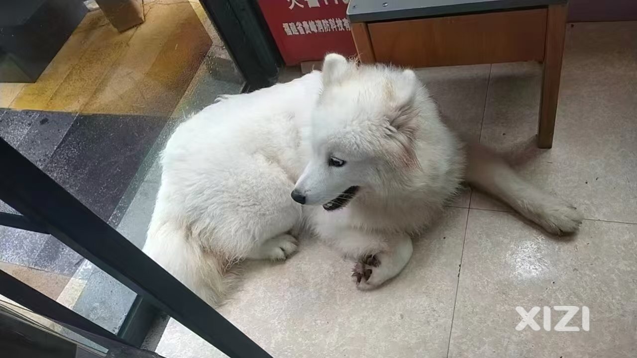 萨摩耶寻靠谱家庭免费领养