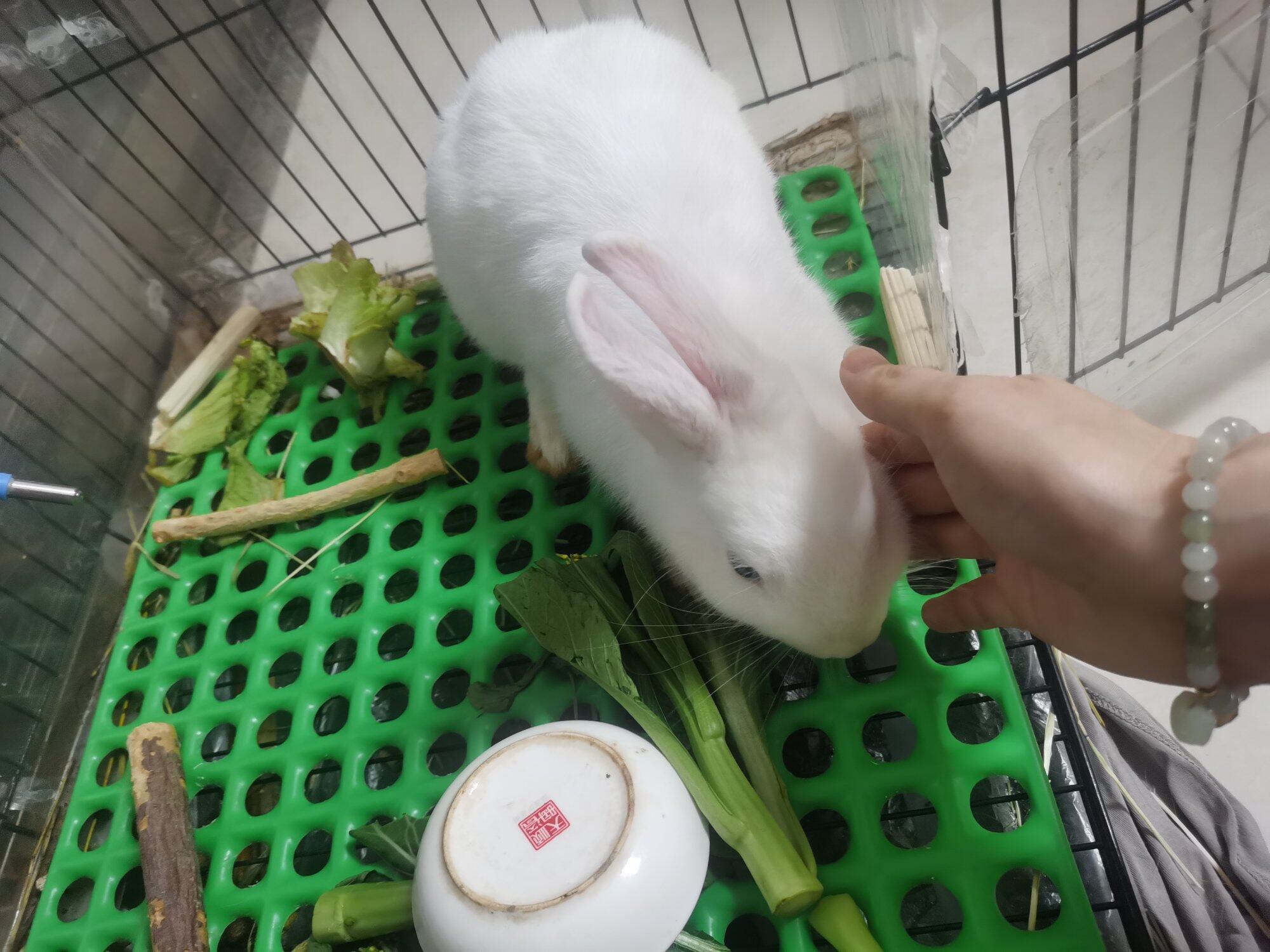 养兔子