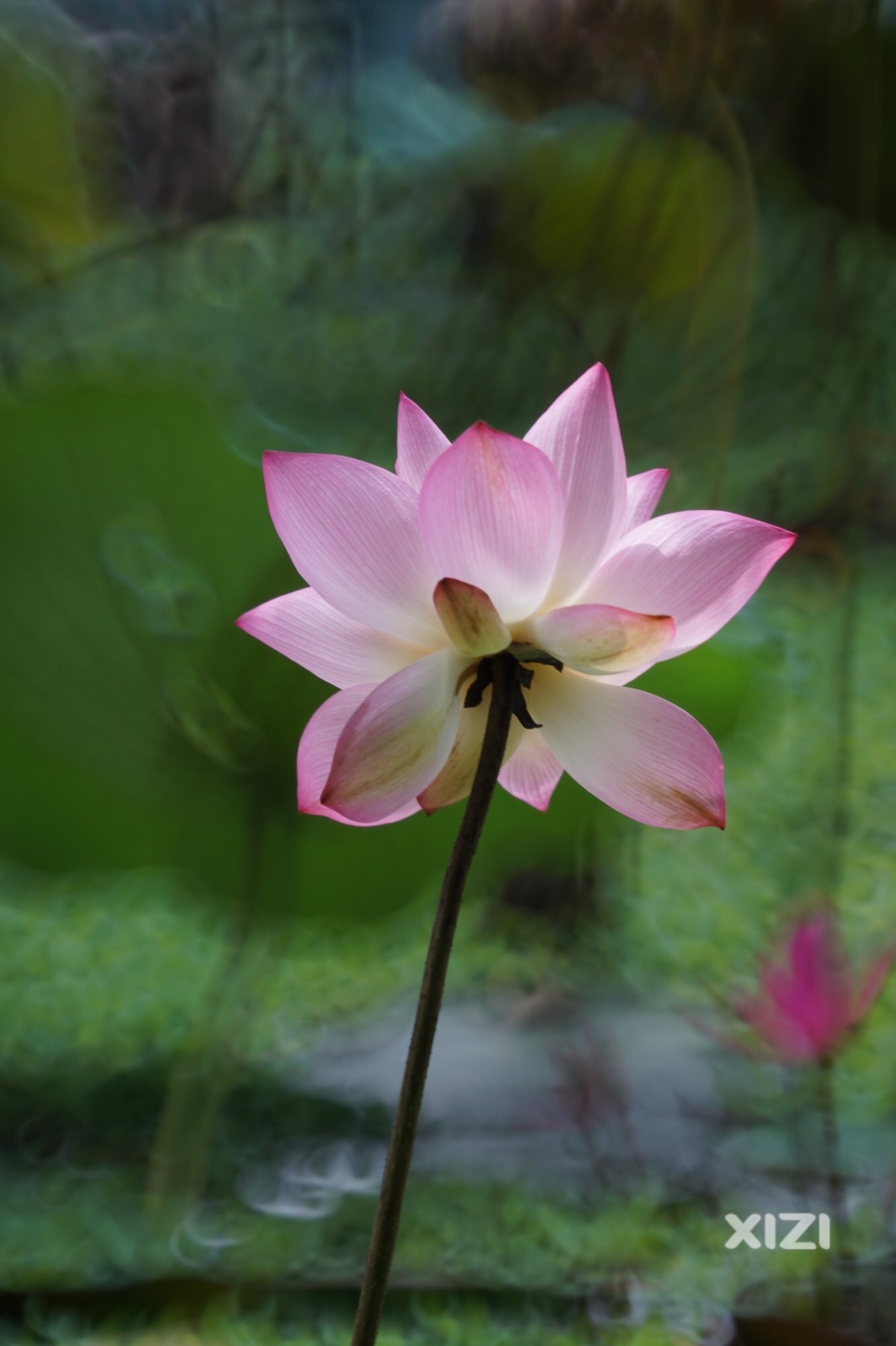 再到丰渚园，荷花还灿