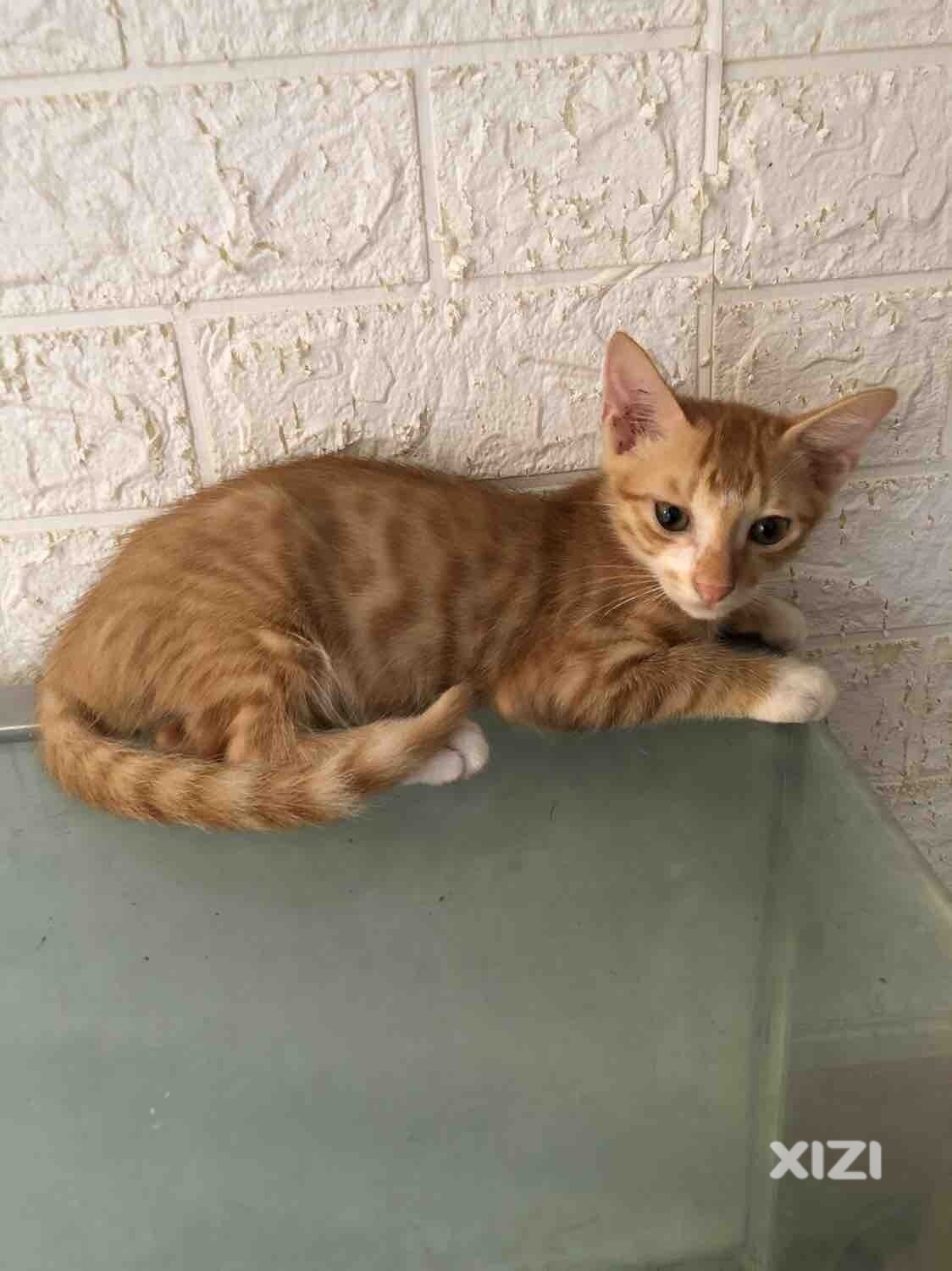 小猫领养，收养的怀孕