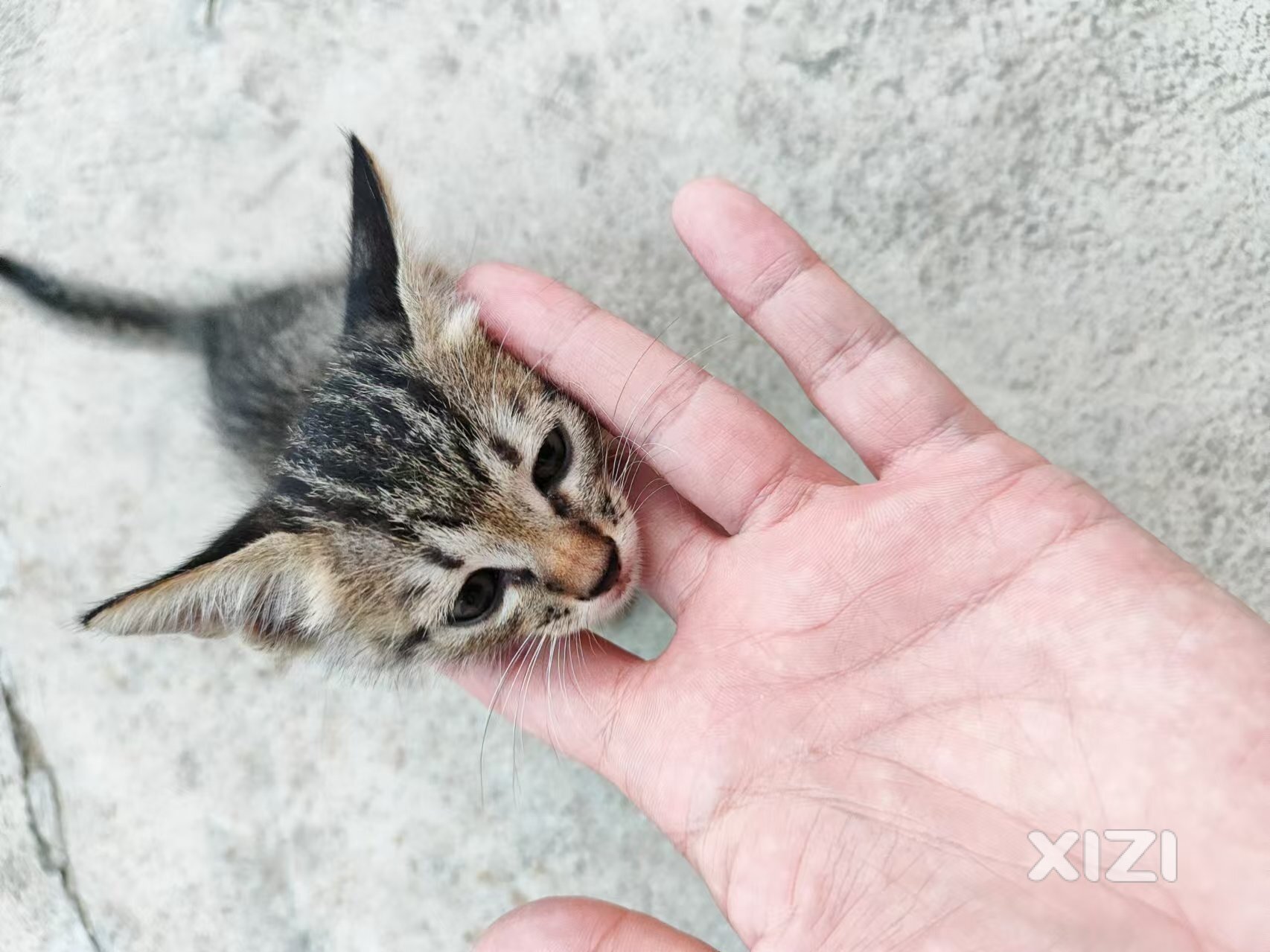 狸花猫出售
