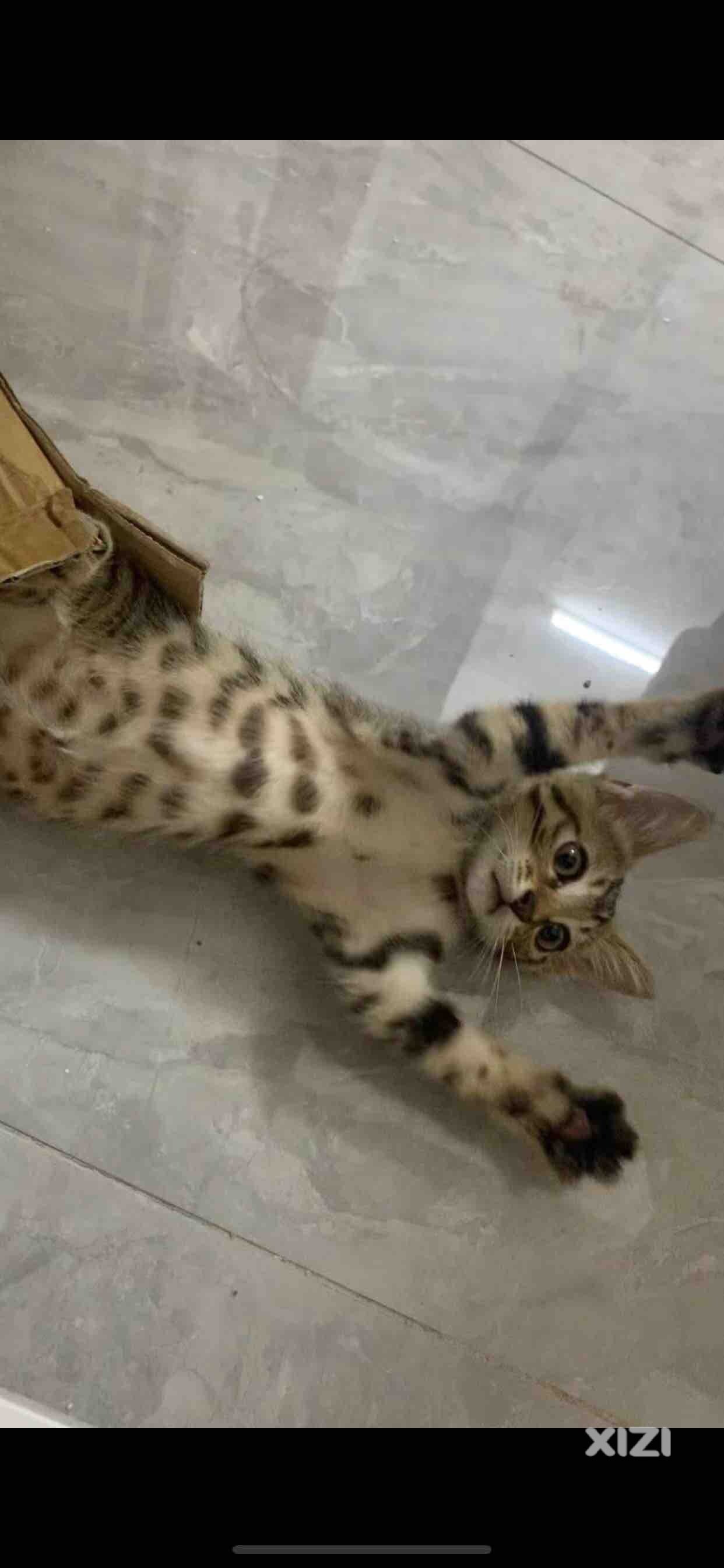 可爱猫咪找新家