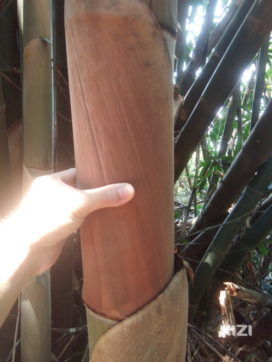 好久没回老屋看一下了