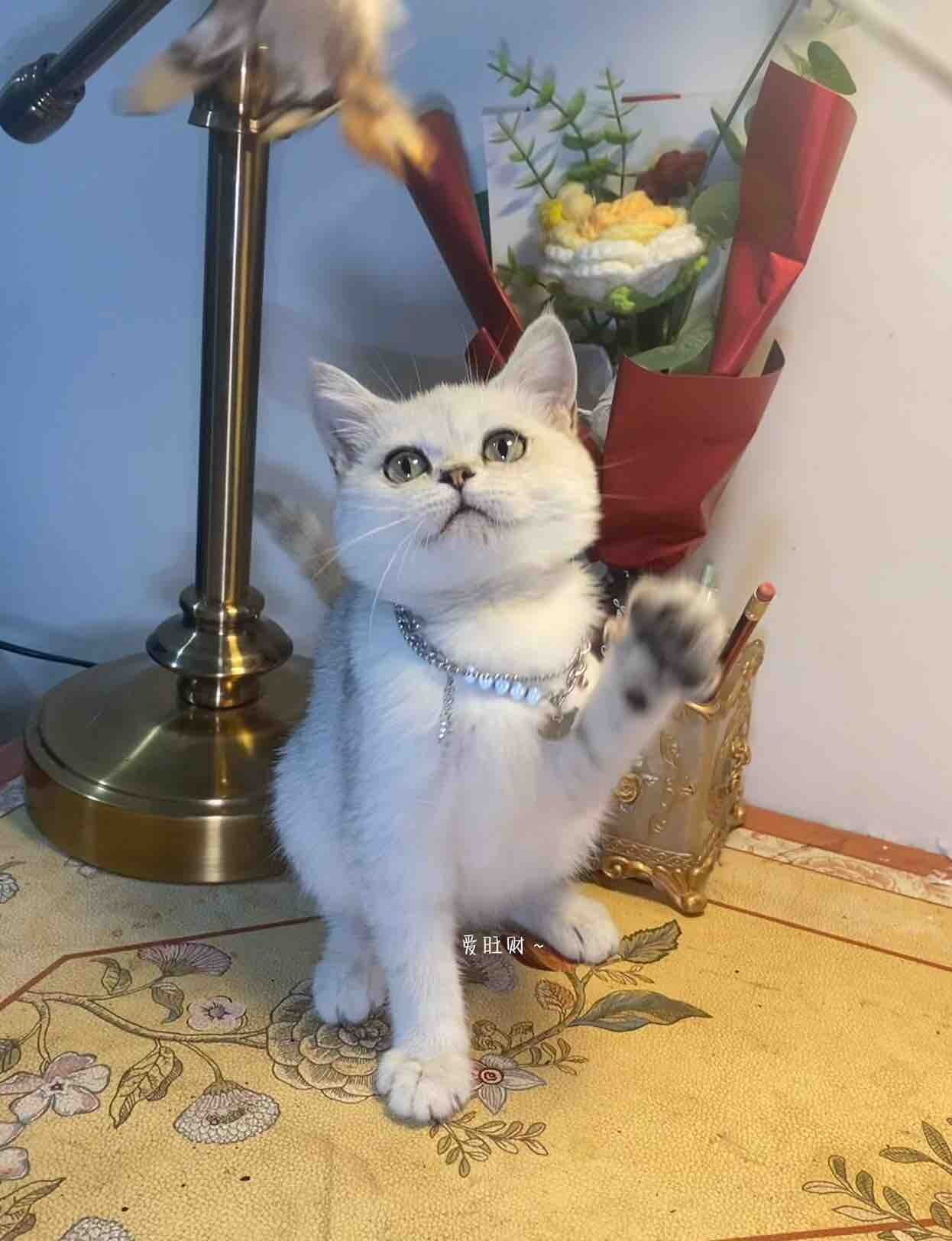 脸胖的像公猫的银渐层妹妹全款388元