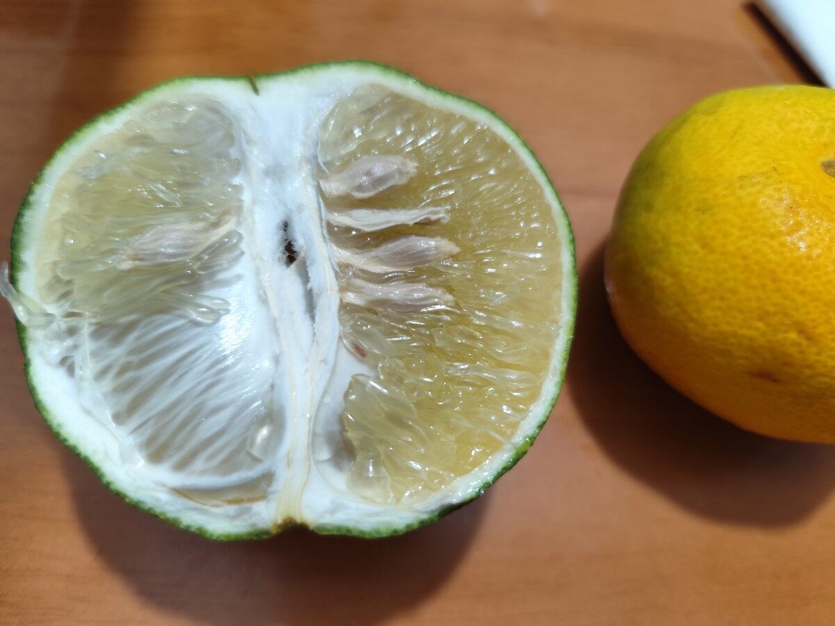 这种柚子，惠东也可以试种