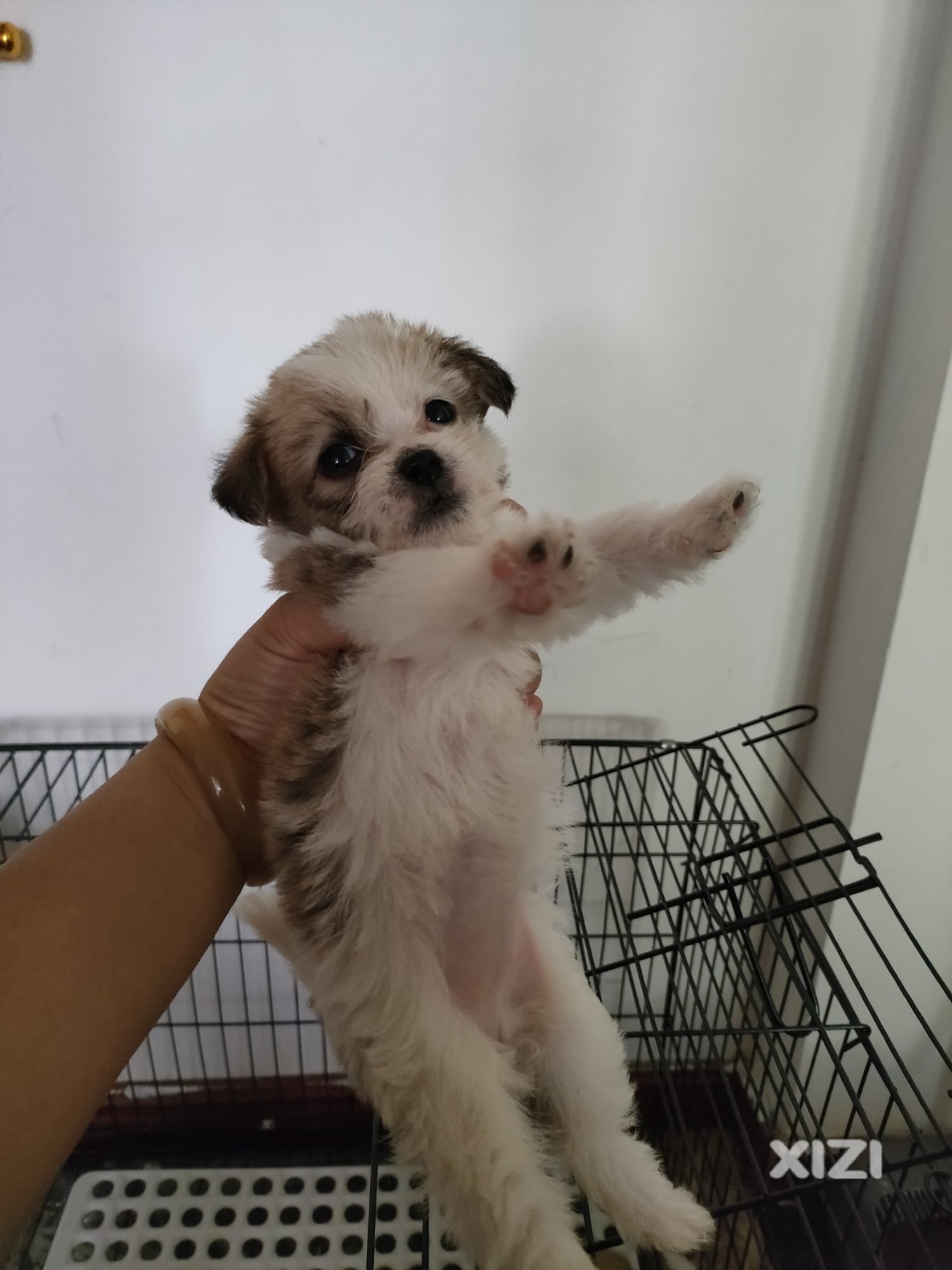 小狗领养，实在养不了