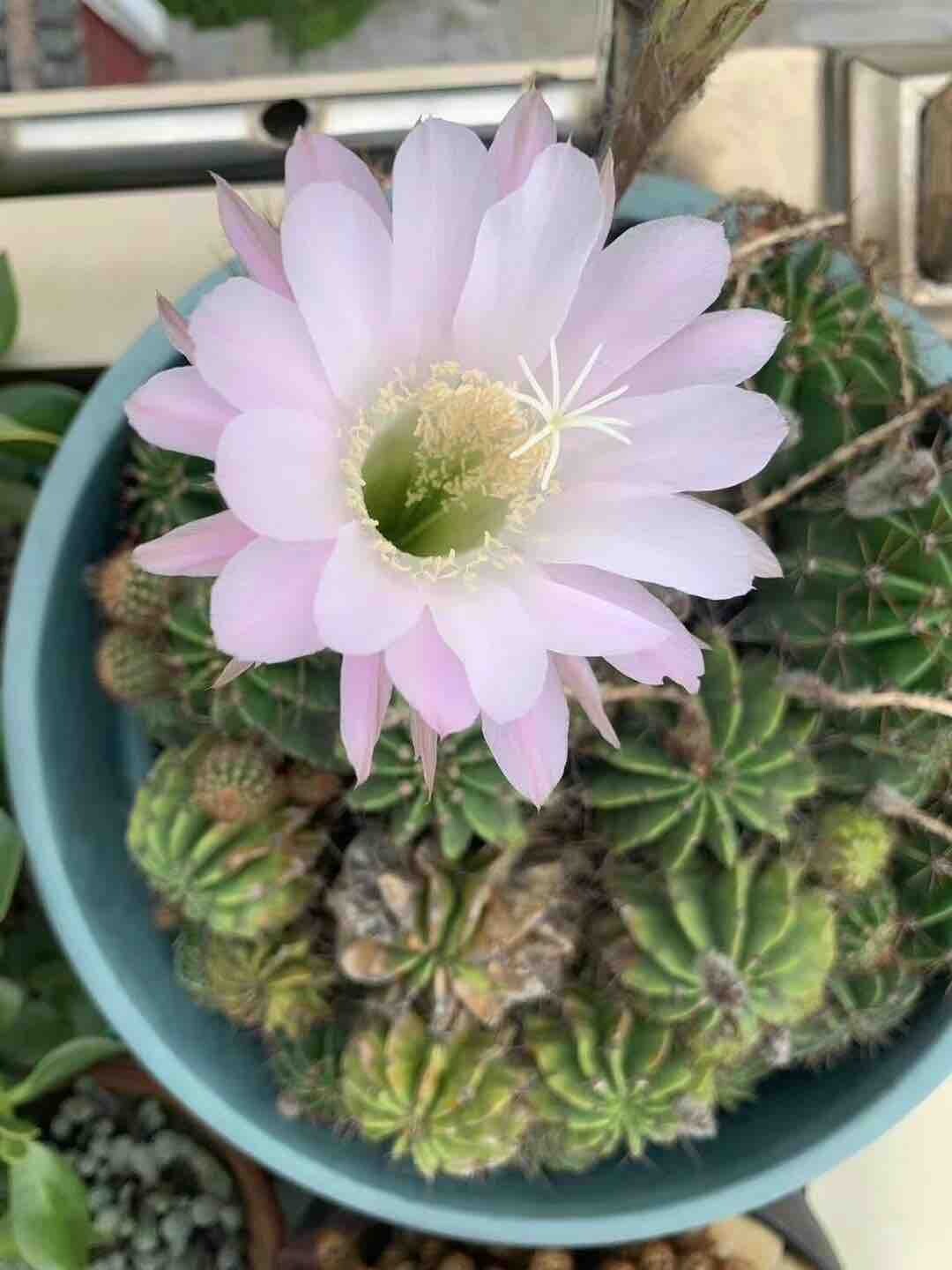 今日份幸运，第一次看