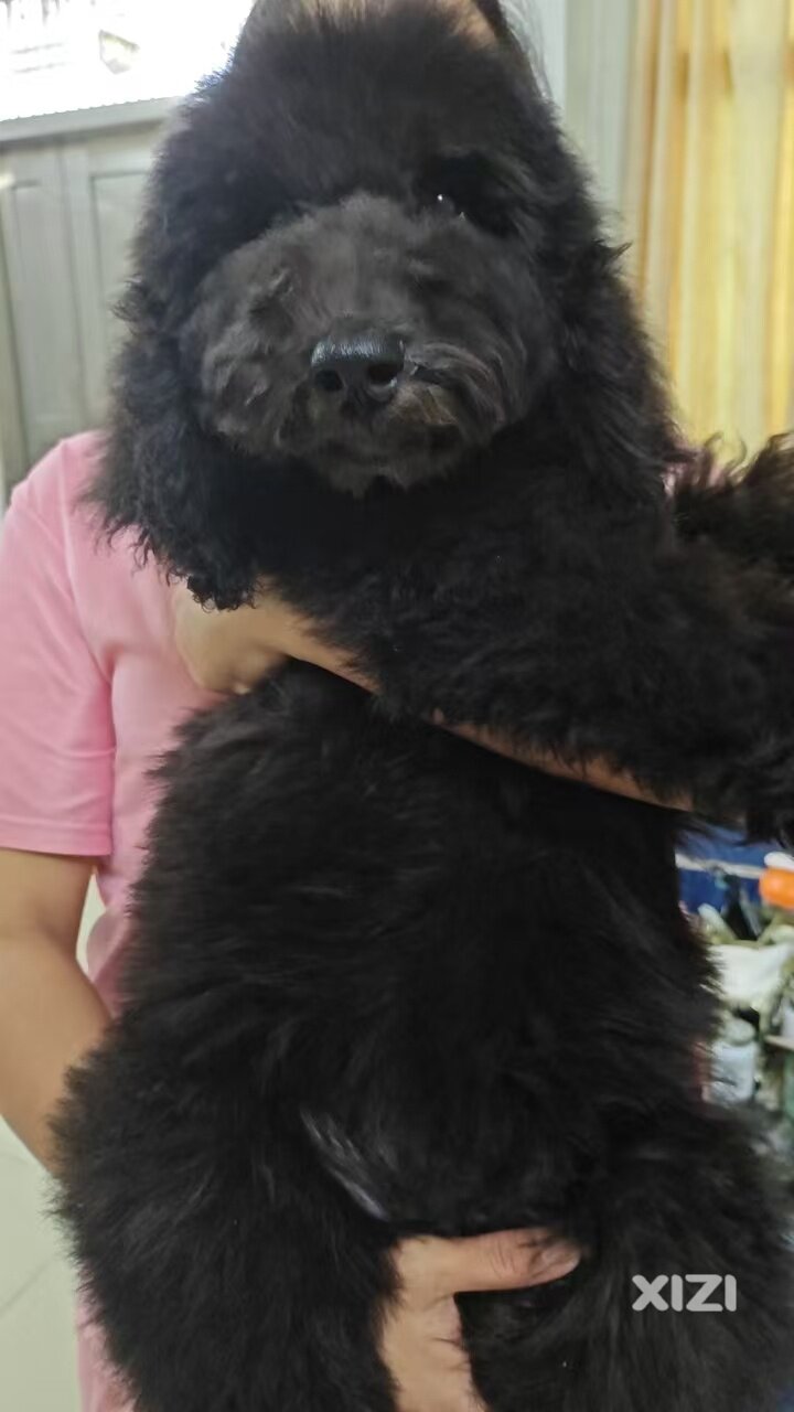巨贵宝宝找领养