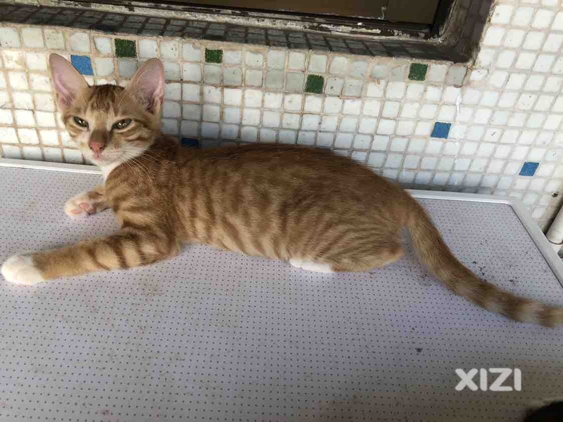 小猫免费领养