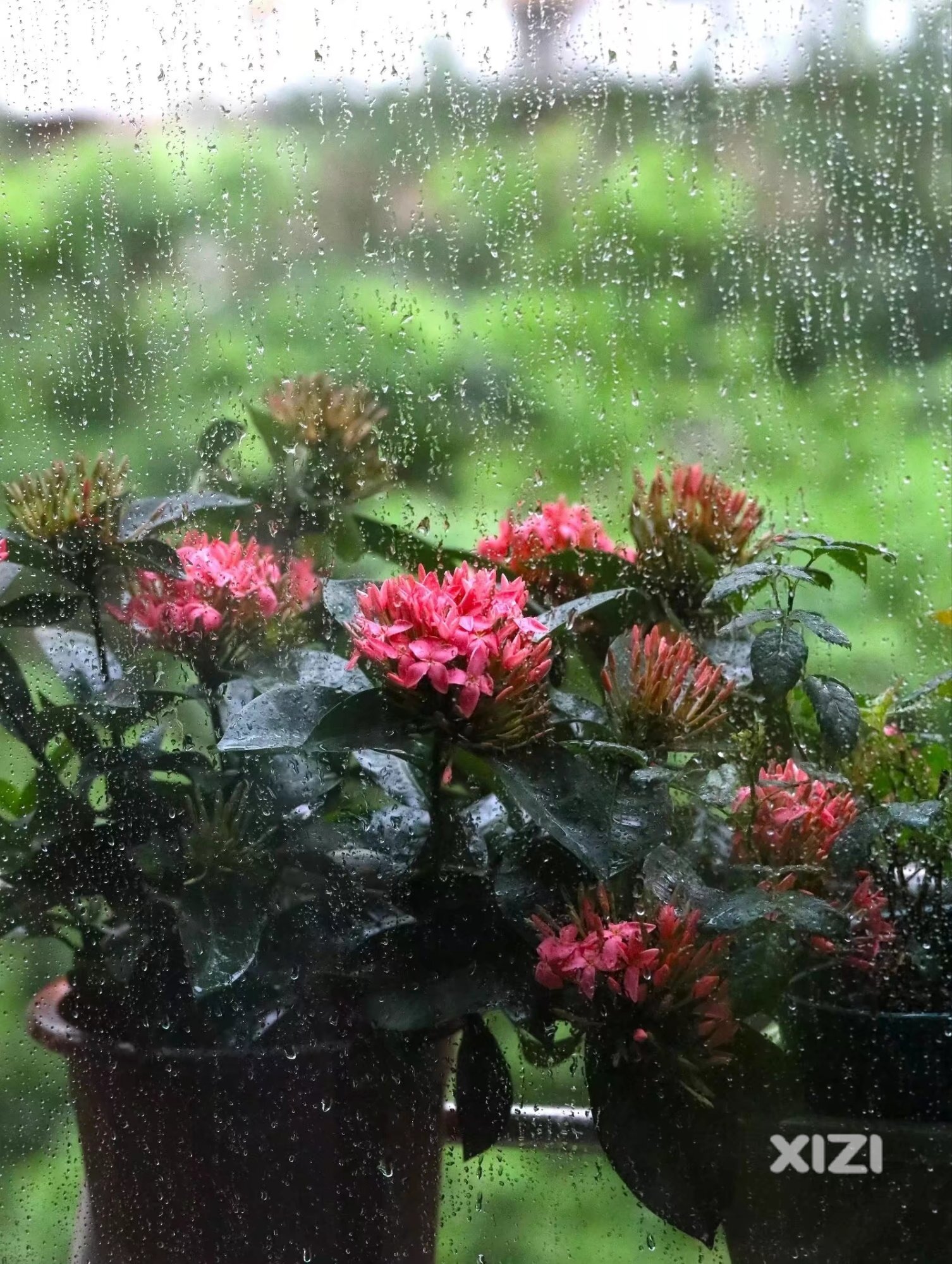大雨涤花，花更艳。