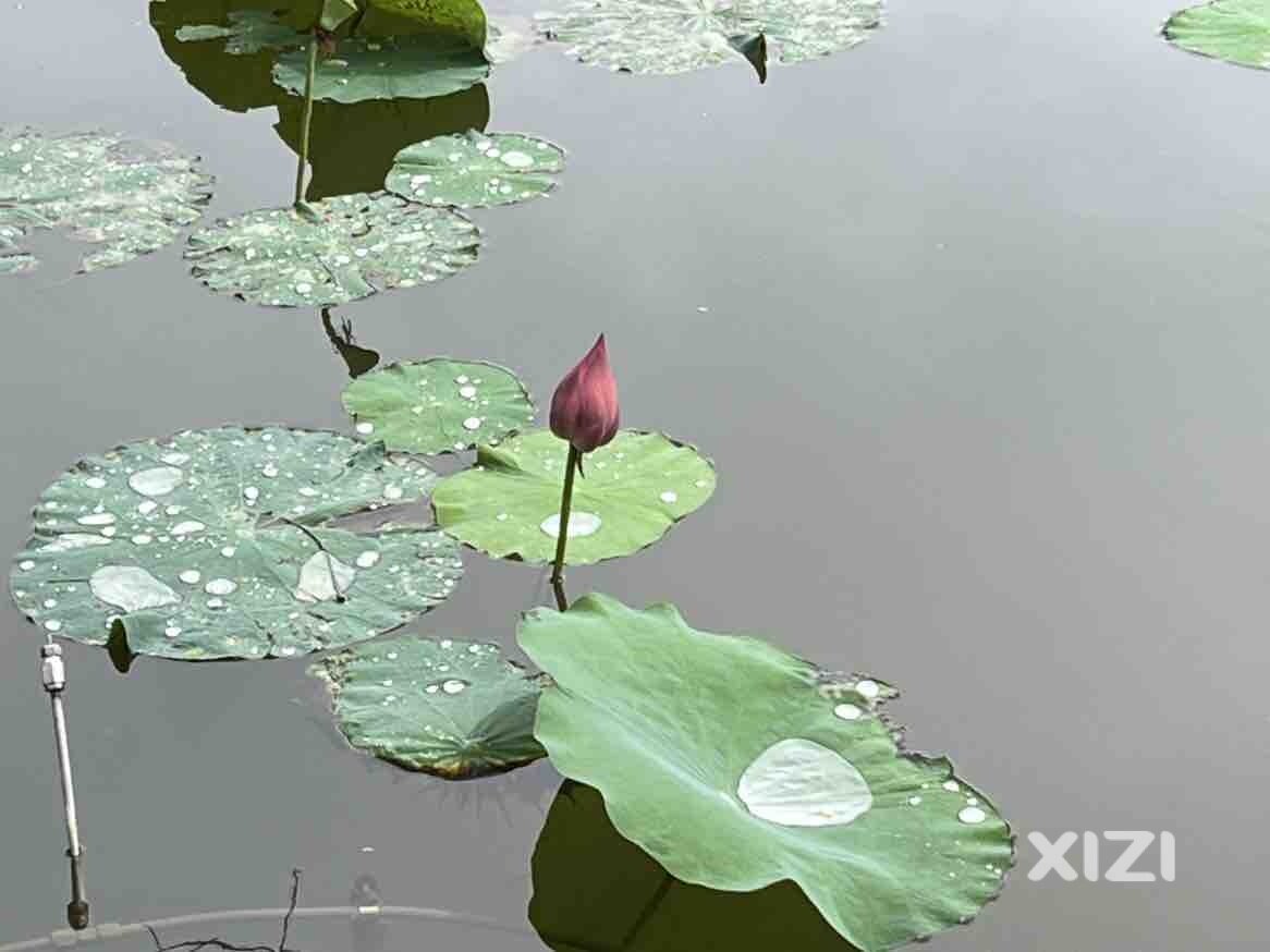 雨后赏荷去