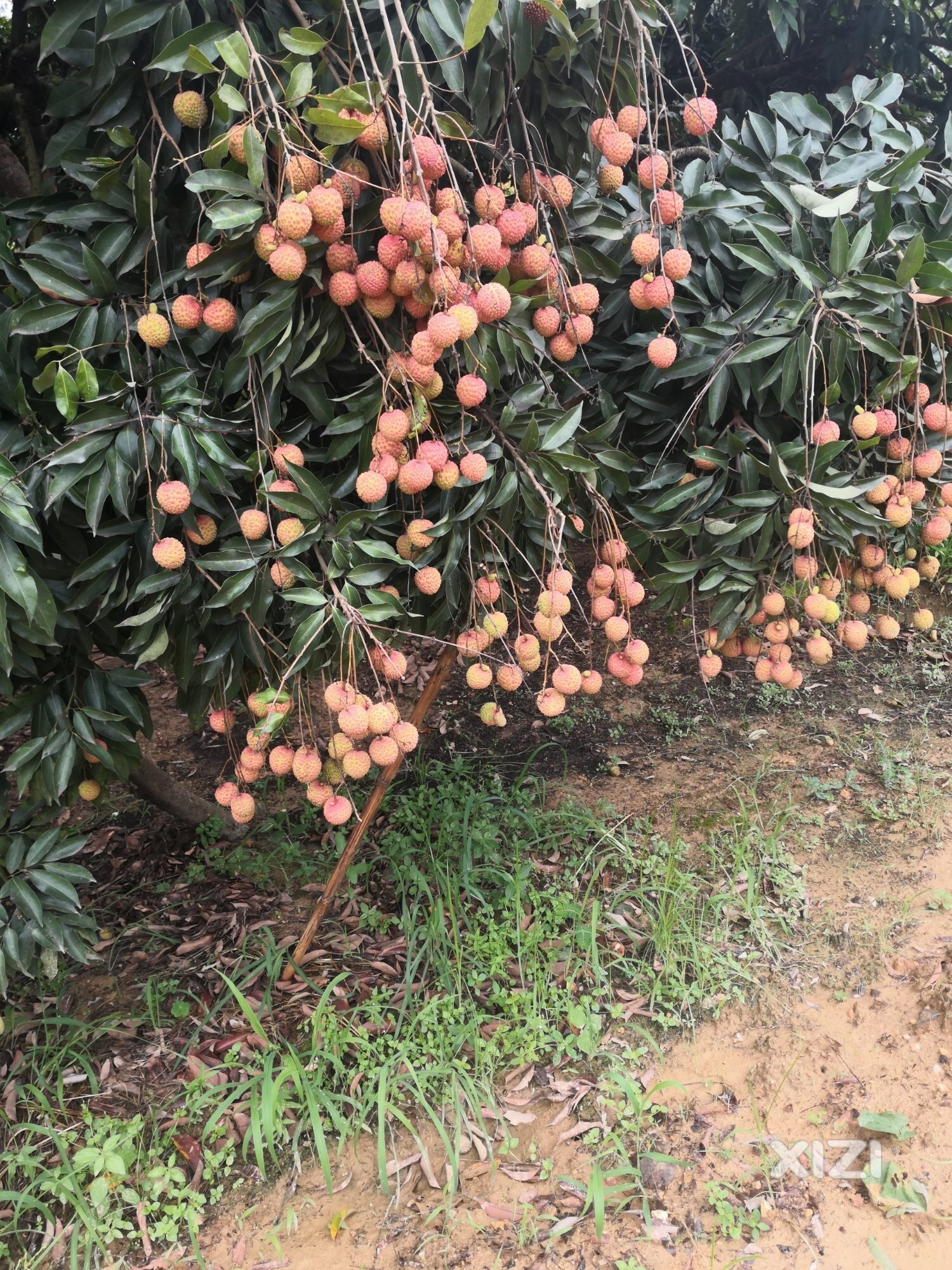 荔枝硕果累累
