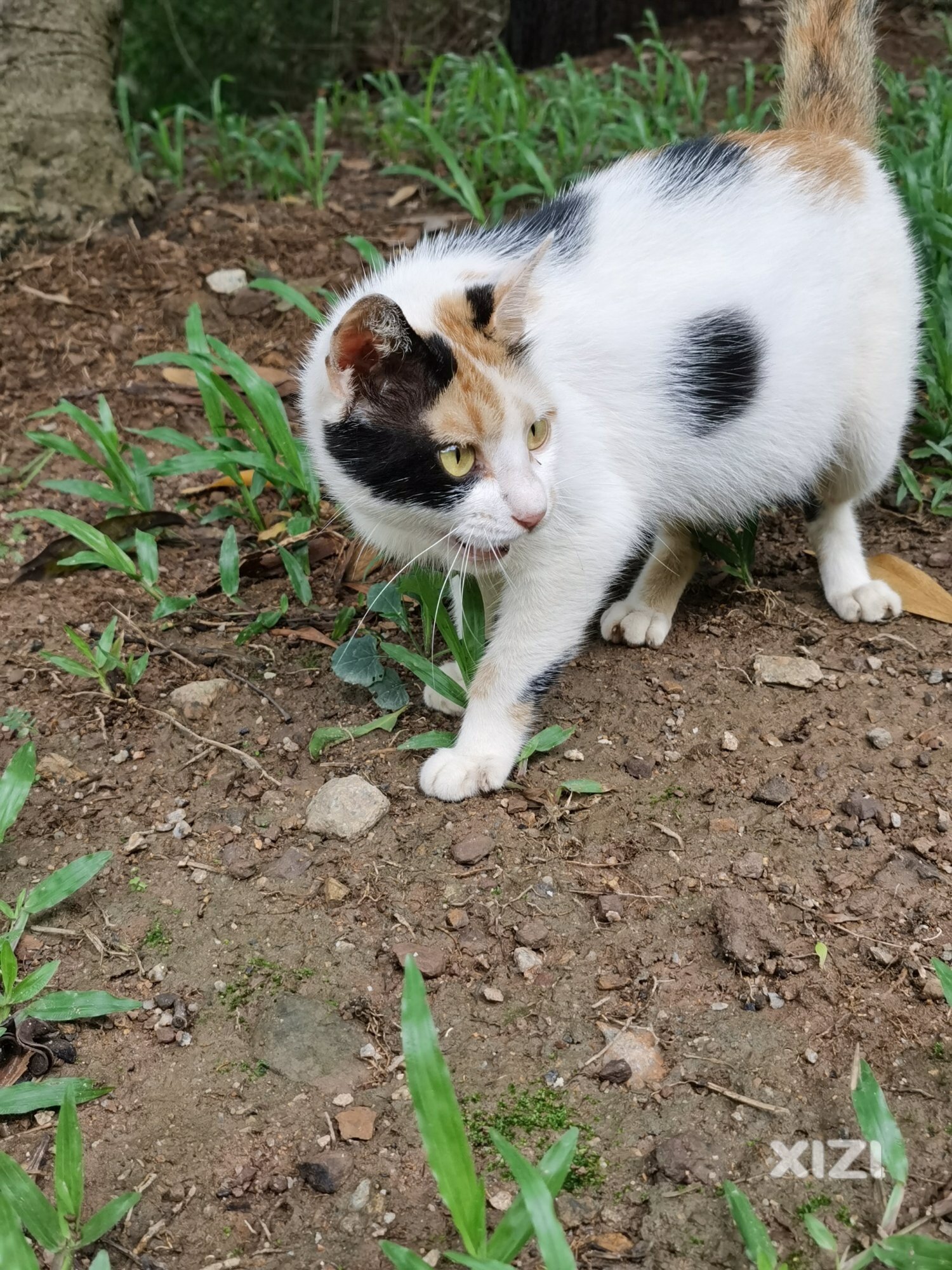 谁家小花猫丢在红花湖？