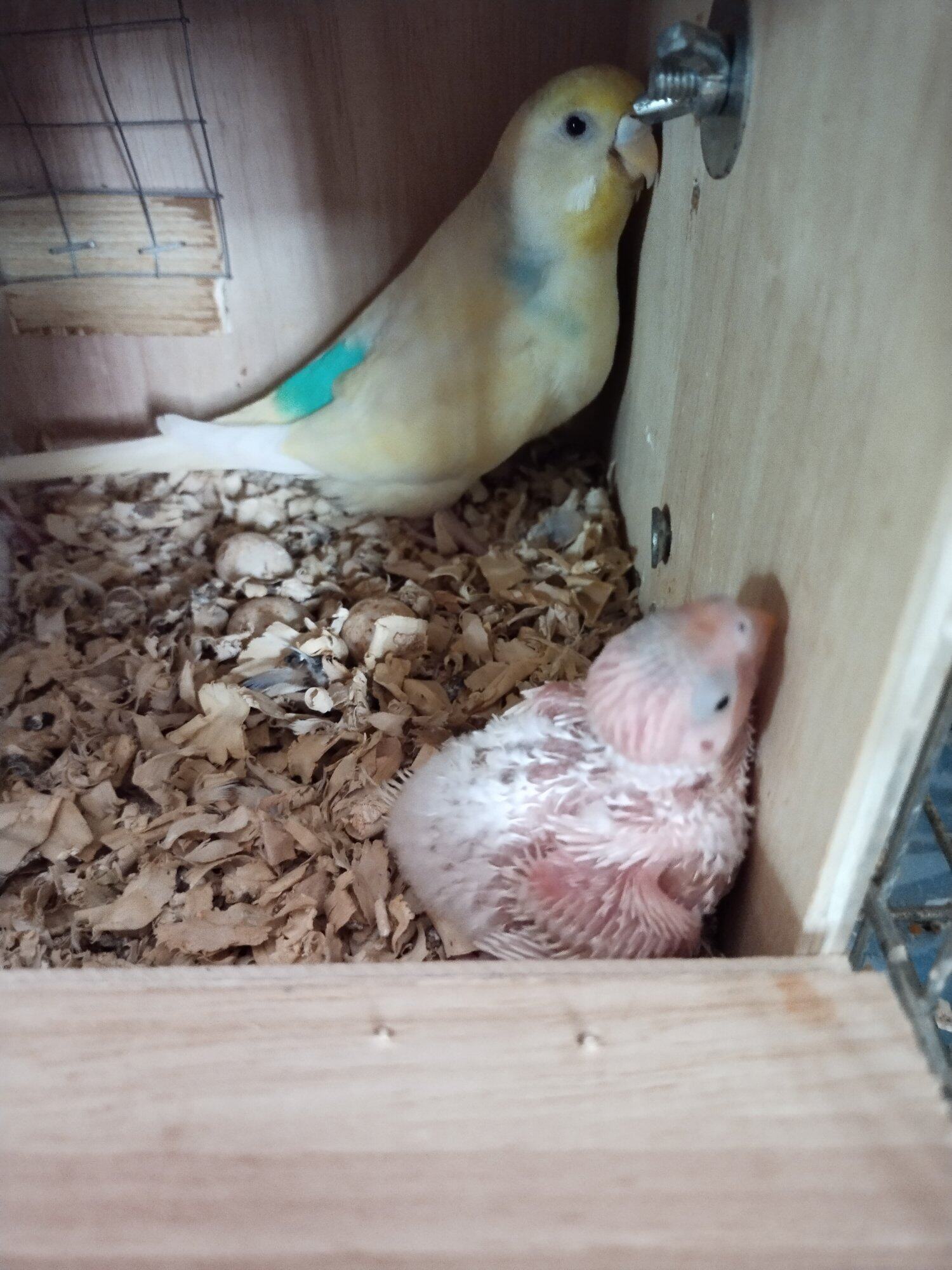 双金彩显特色小虎皮，