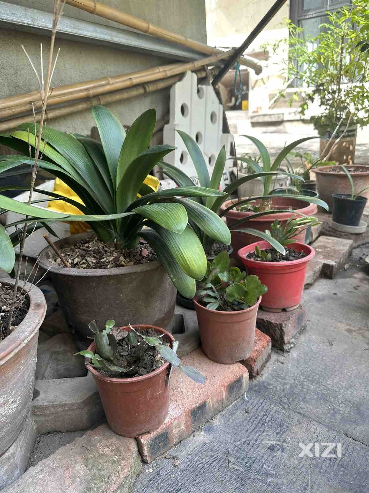 父亲的屋顶菜园